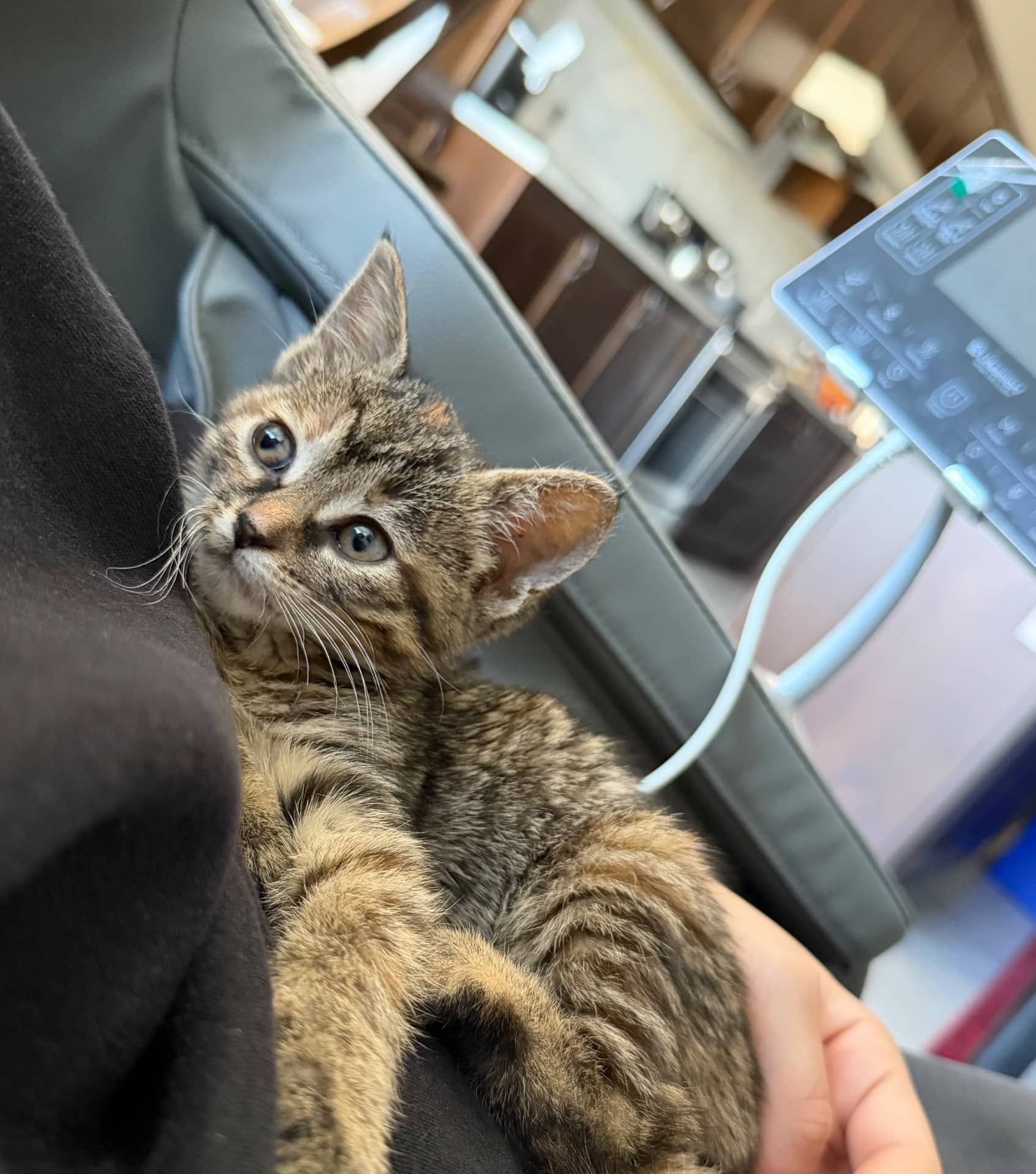 nala - lynx cat available for adoption at Owner Rehoming in Mississauga (1 of 3)