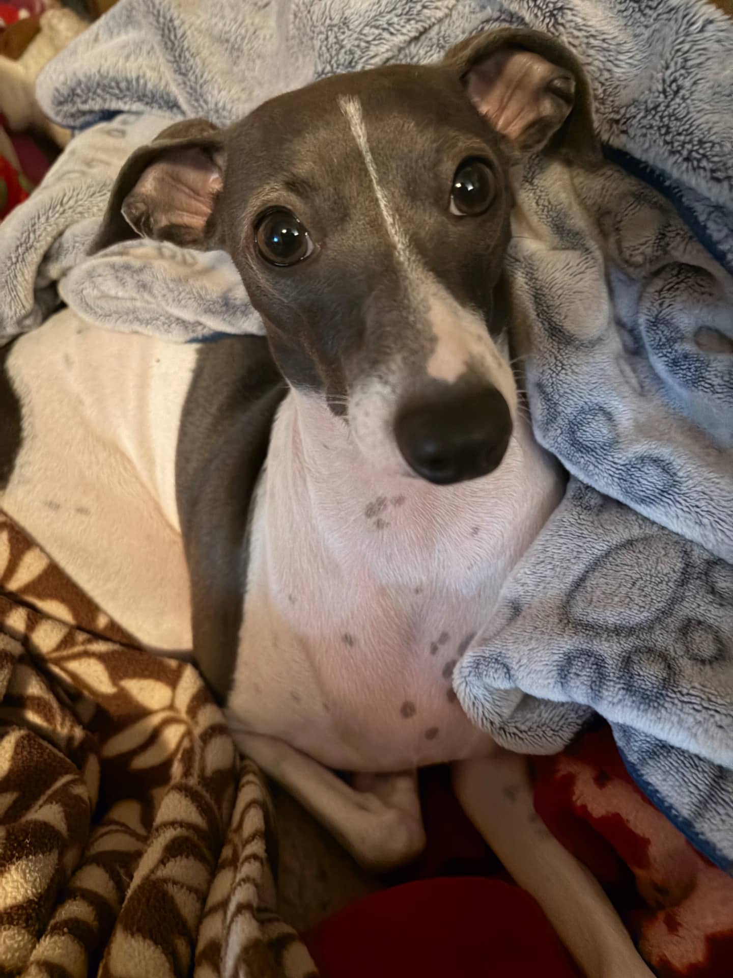 Minnie - Italian greyhound available for adoption at Owner Rehoming in Ottawa (1 of 5)