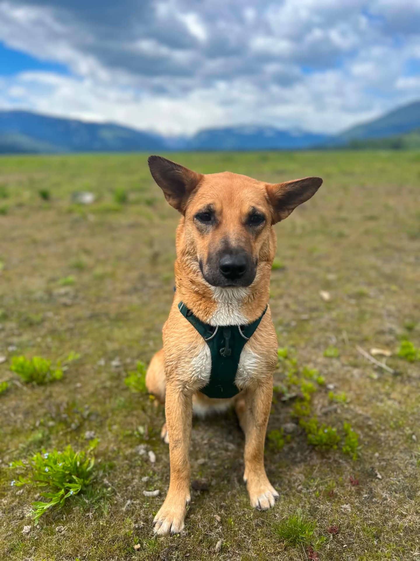NUKA - Shepherd Mix available for adoption at Owner Rehoming in Salmon Arm (1 of 5)