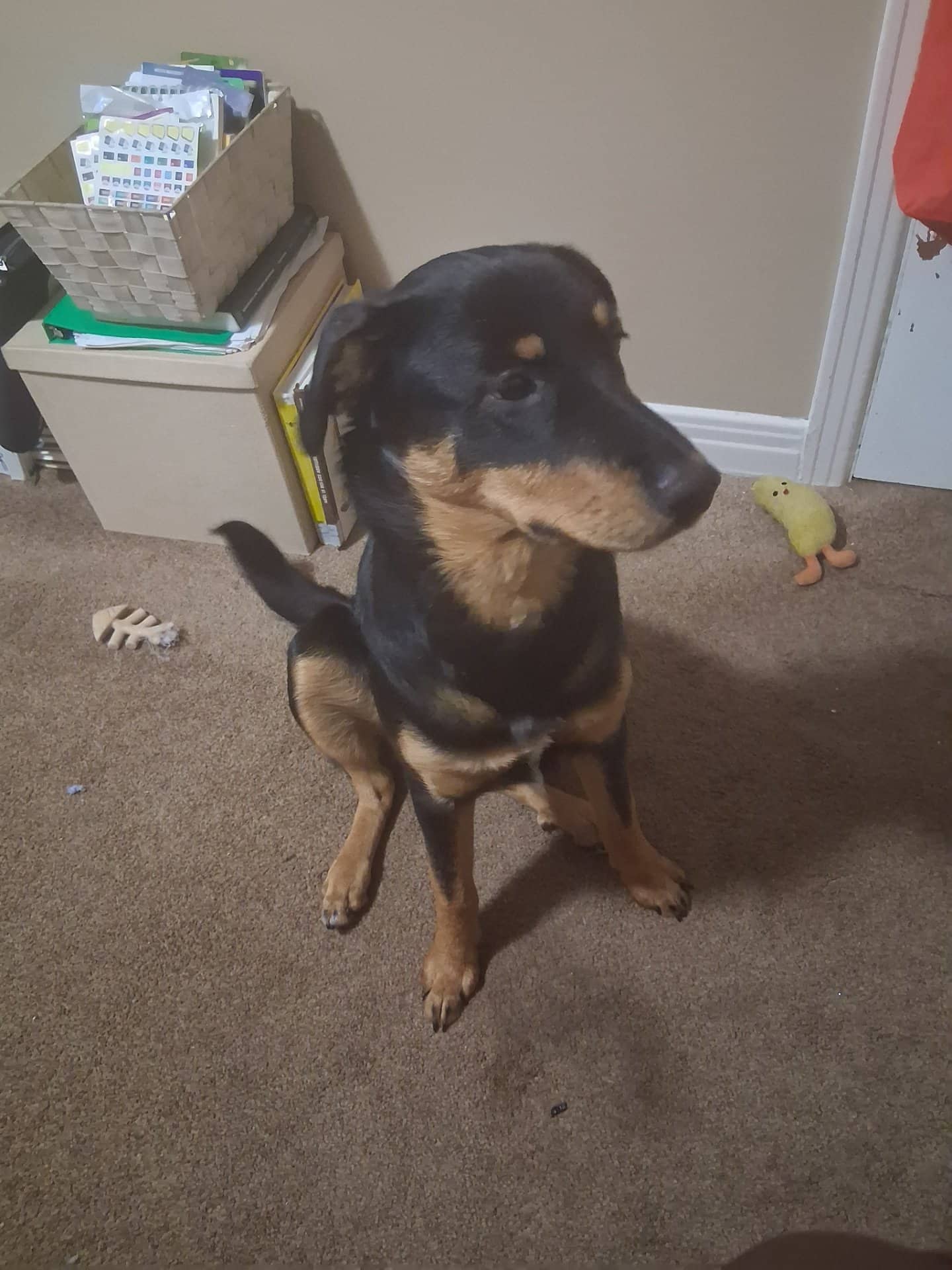 Boofo/ Boof - German Shepherd Mix available for adoption at Owner Rehoming in Ottawa (1 of 5)