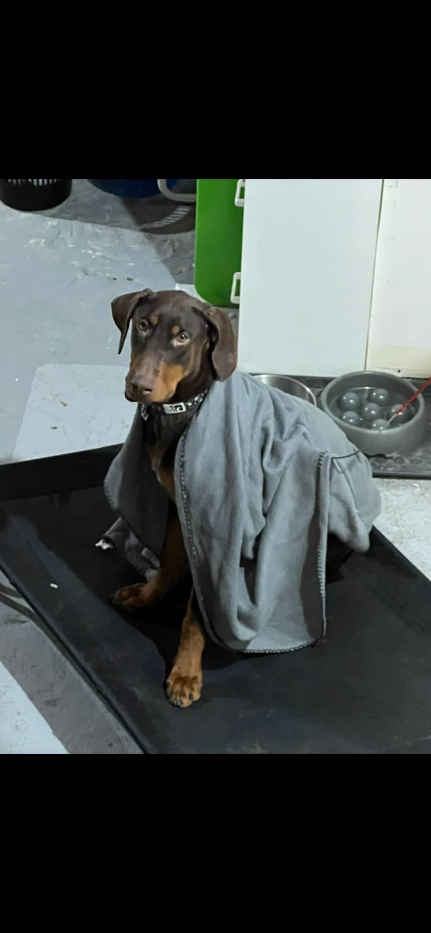 Jojo - Doberman available for adoption at Owner Rehoming in Winnipeg (1 of 5)