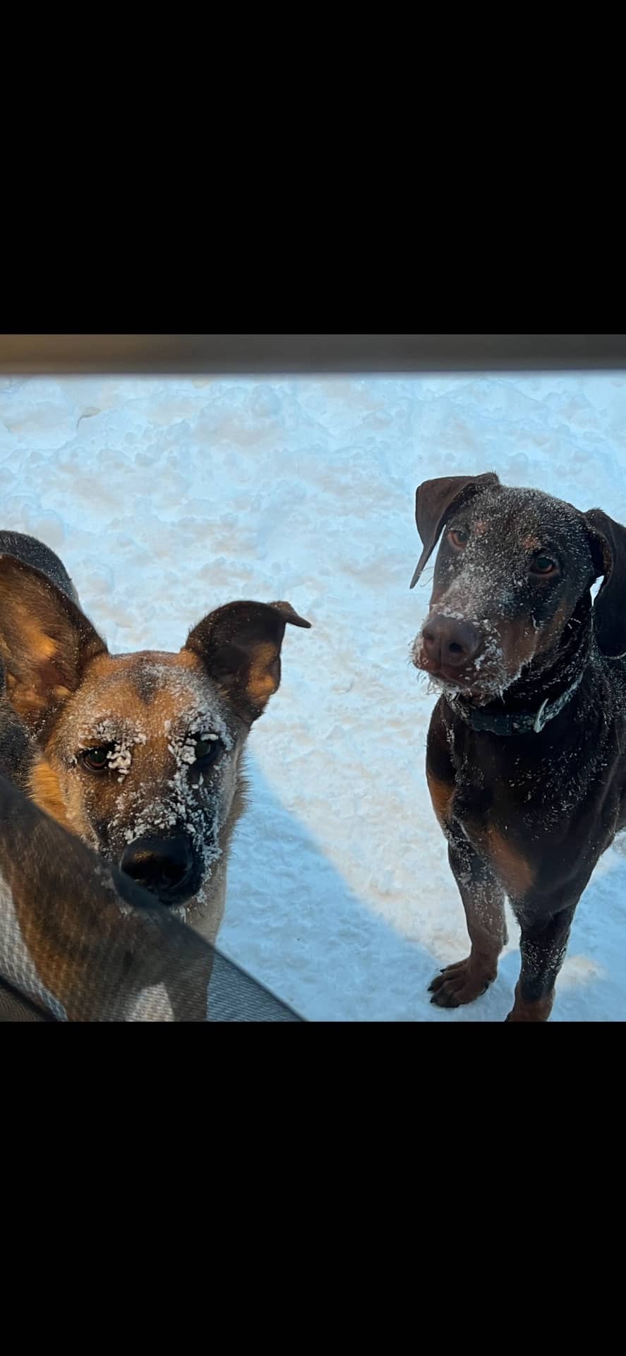 Juno - German Shepherd available for adoption at Owner Rehoming in Winnipeg (1 of 5)