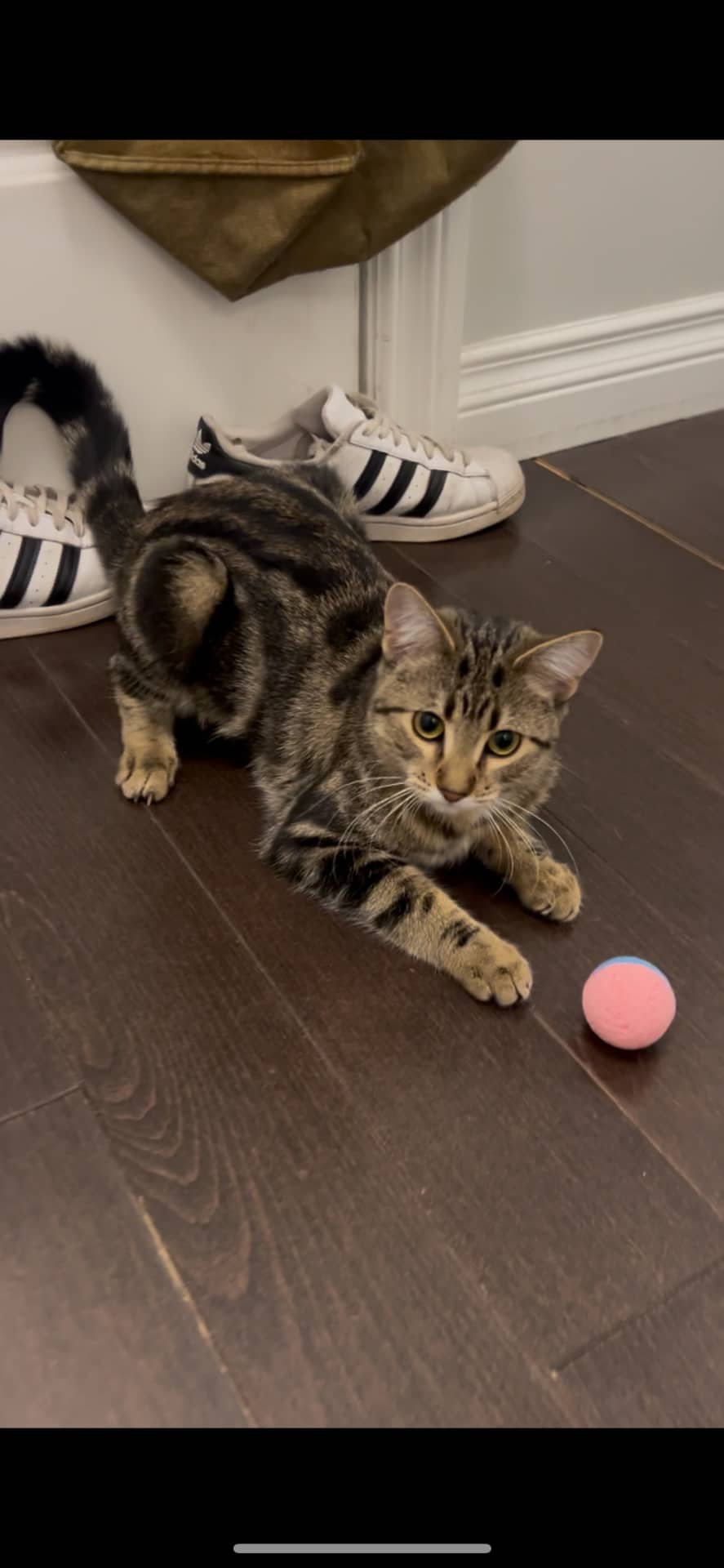 Persia - Domestic Shorthair cat available for adoption at Owner Rehoming in Edmonton (1 of 5)