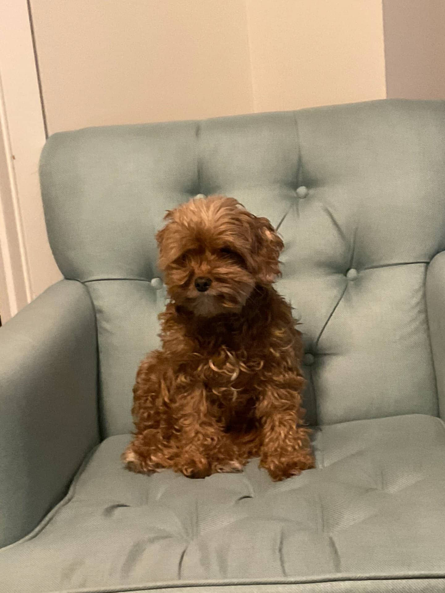 Lucy - Cavapoo available for adoption at Owner Rehoming in Ottawa (1 of 5)