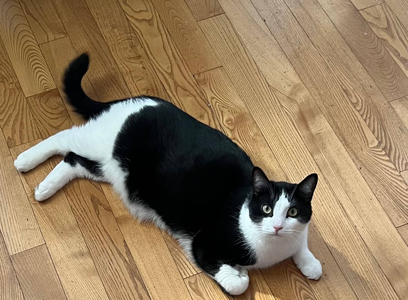 Pharaoh - Black & white cat available for adoption at Owner Rehoming in Montreal (1 of 5)