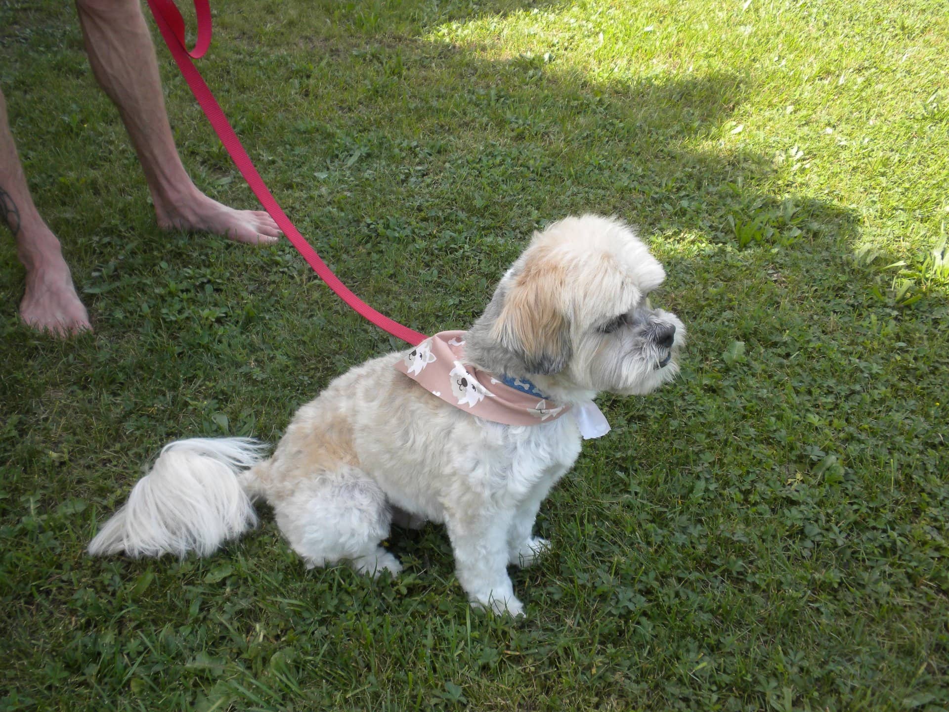 Bennie - Shih Poo available for adoption at Owner Rehoming in Collingwood (1 of 2)
