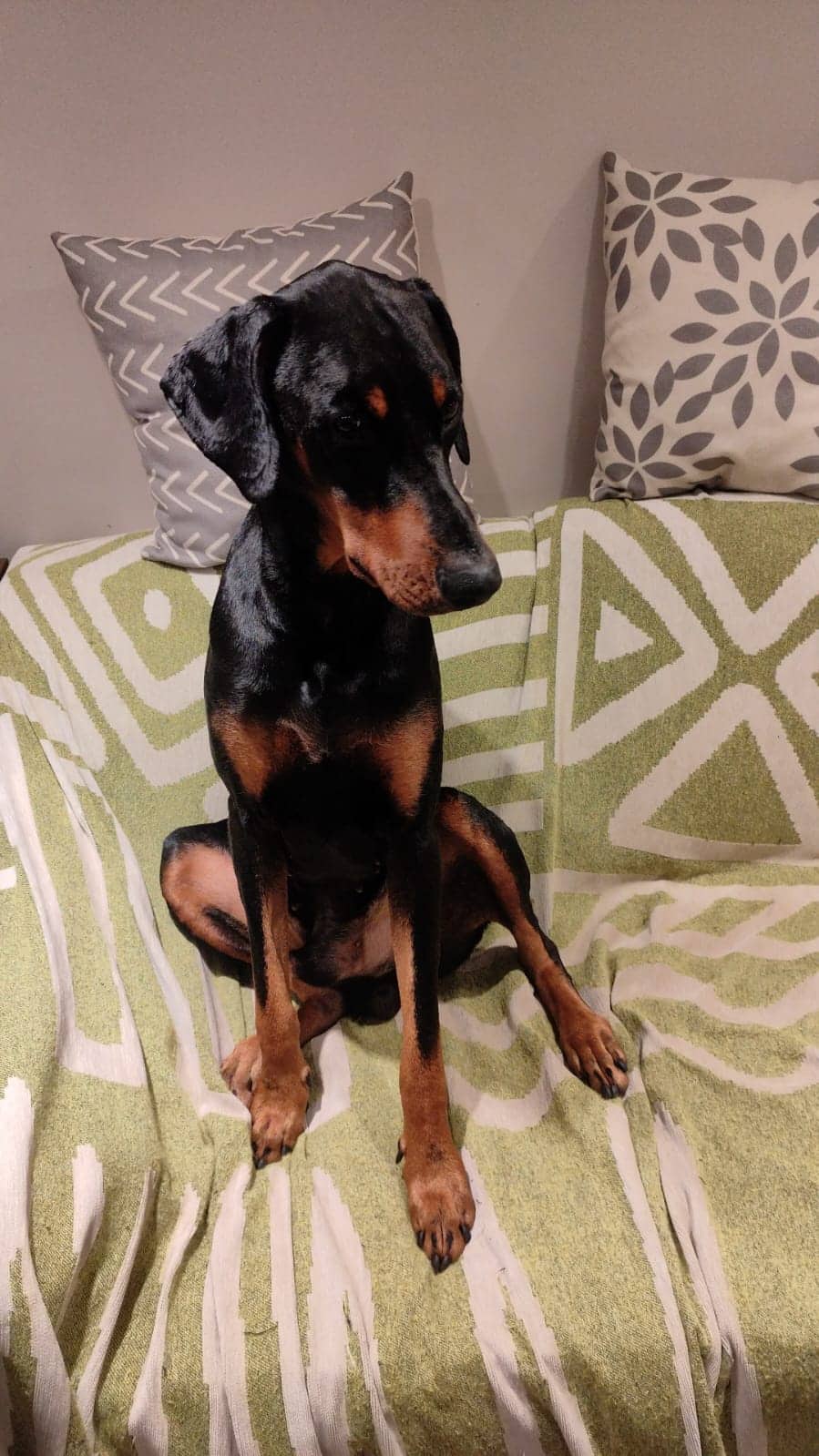 Max - Doberman available for adoption at Owner Rehoming in Toronto