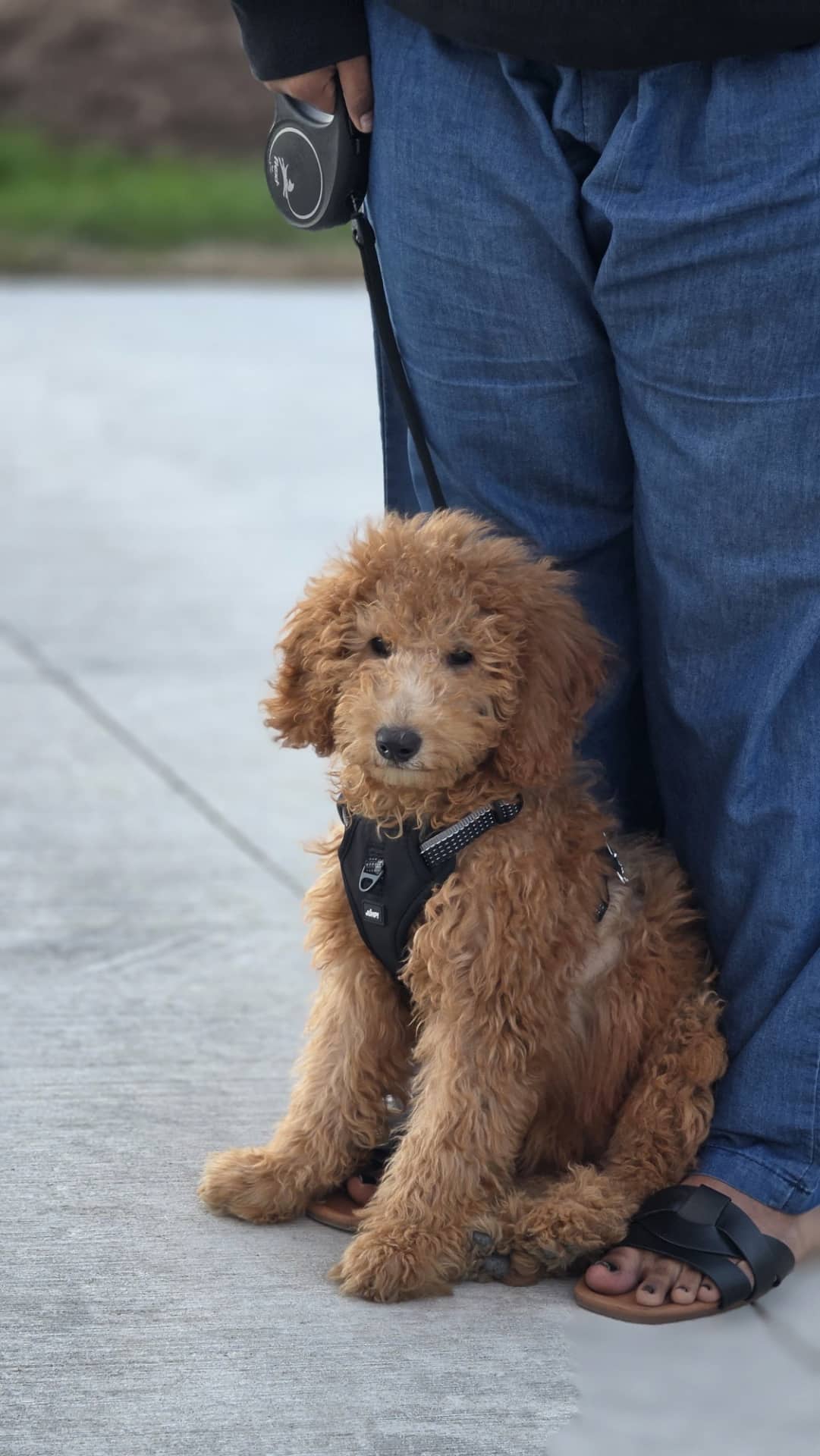 Purple - Mini golden doodle available for adoption in Ontario