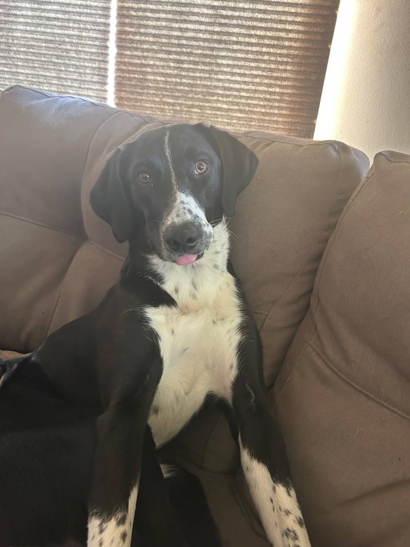 Chomper - Mixed available for adoption at Owner Rehoming in Winnipeg (1 of 3)