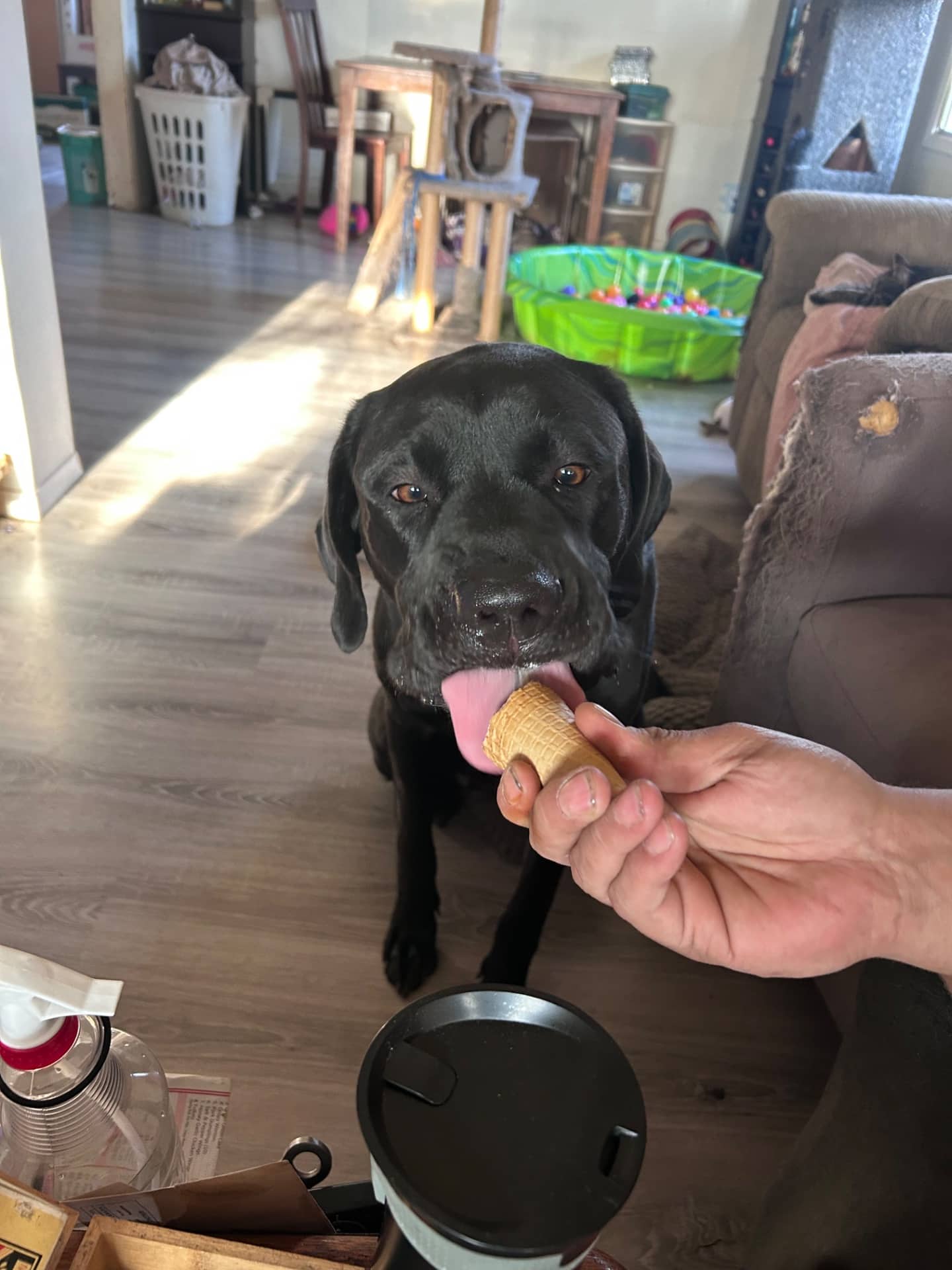 Raven - Dane/mastiff/newfoundlander available for adoption at Owner Rehoming in Winnipeg (1 of 4)