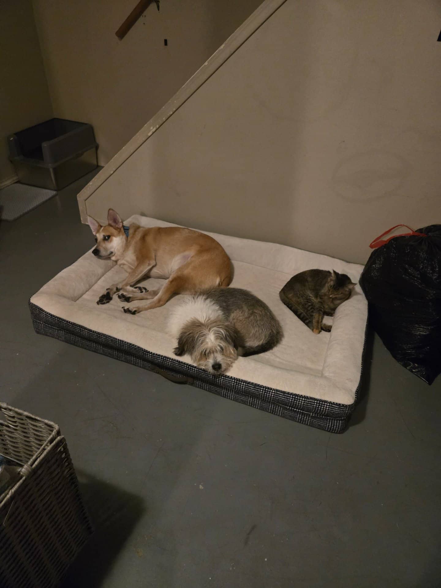 Bear - Red heeler x border collie available for adoption at Owner Rehoming in Edmonton (1 of 5)