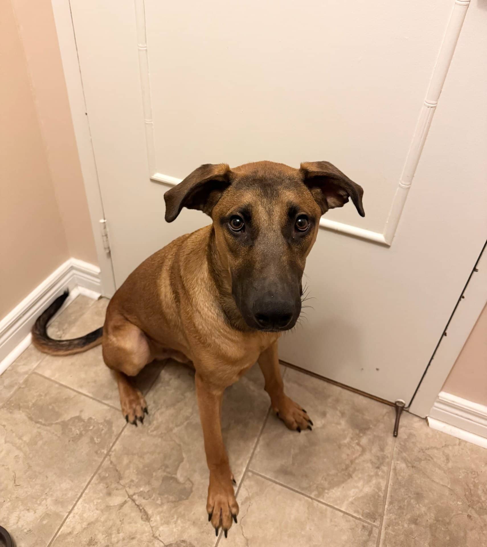 Charlie - Mixed available for adoption at Owner Rehoming in Toronto (1 of 5)