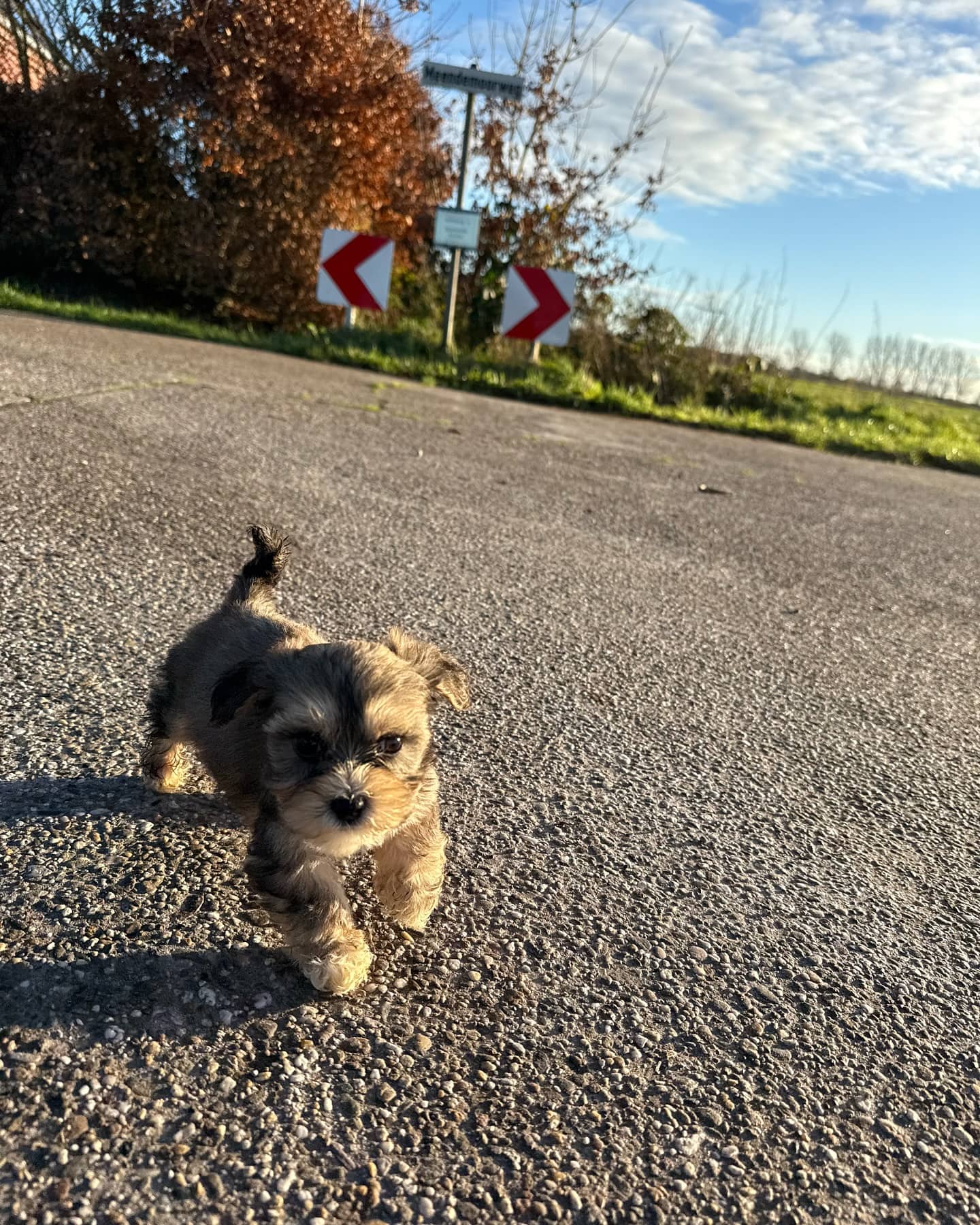 Carl - Havanese available for adoption at Owner Rehoming in Vancouver (1 of 4)
