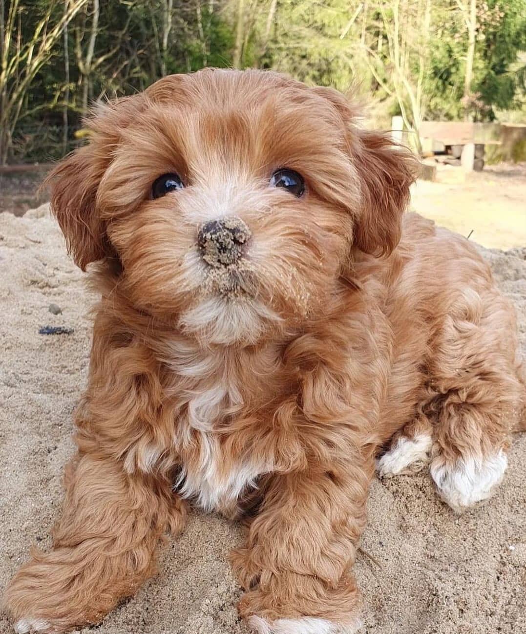 Brody - Havanese available for adoption at Owner Rehoming in Vancouver (1 of 5)