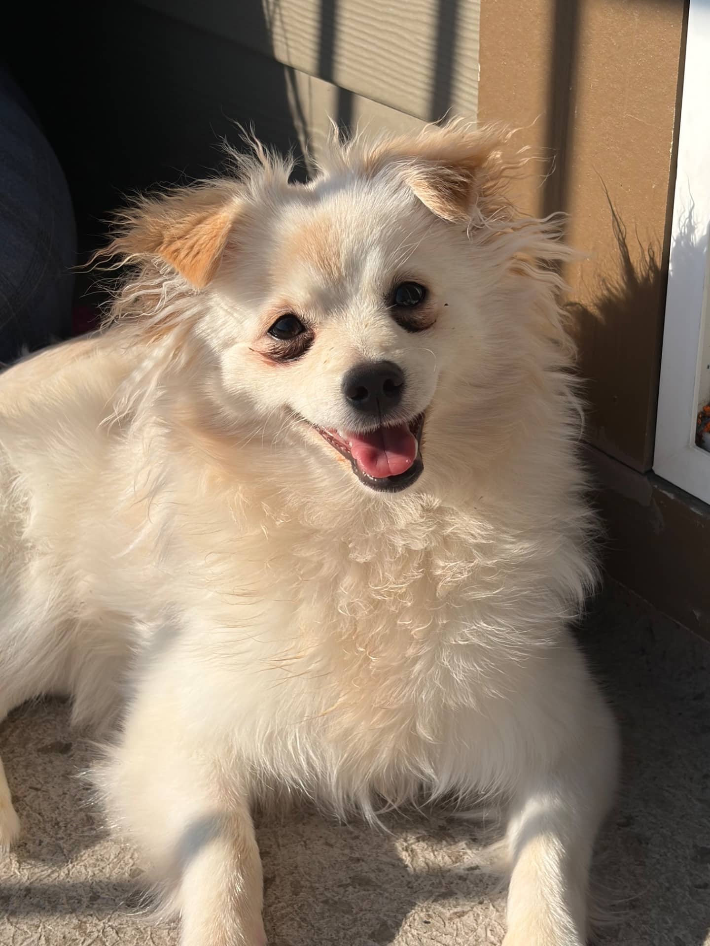 Puppi - Pomeranian available for adoption at Owner Rehoming in Winnipeg (1 of 5)