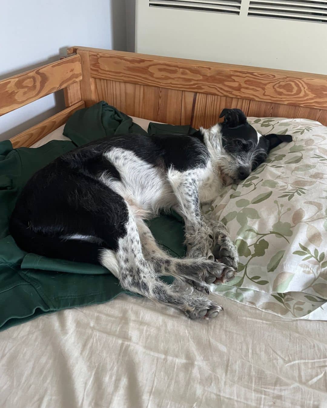 Gump - Terrier Mix available for adoption at Owner Rehoming in Hamilton (1 of 4)