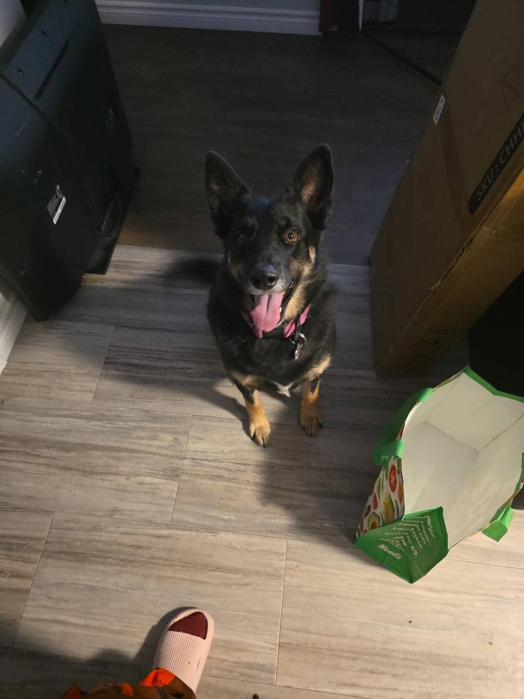 Jinx - German Shepherd available for adoption at Owner Rehoming in Brandon (1 of 5)