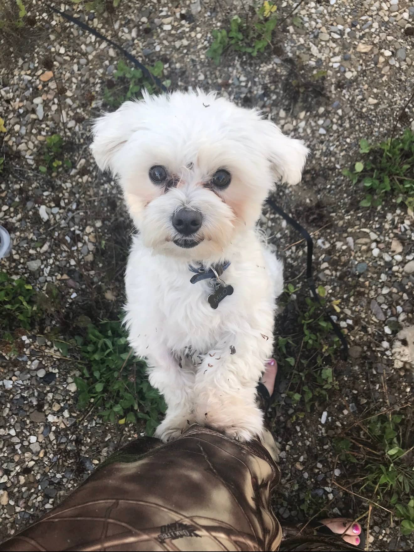 Milo - Maltese available for adoption at Owner Rehoming in Grande Prairie (1 of 3)