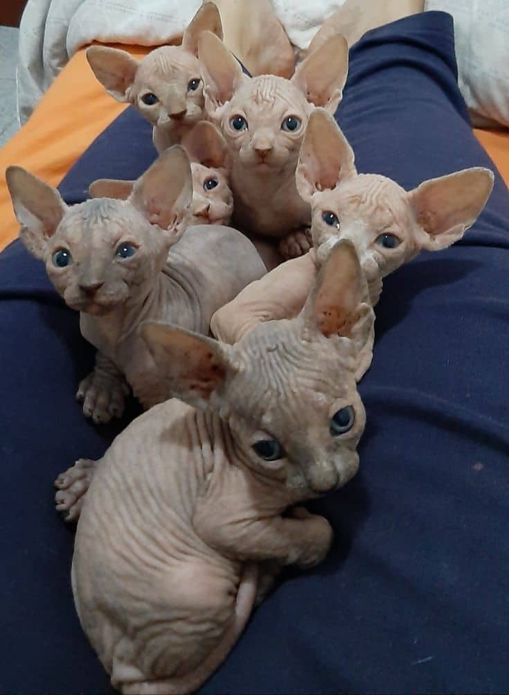 Beautiful Hairless Sphynx kittens - Sphynx kittens cat available for adoption at Owner Rehoming in Toronto