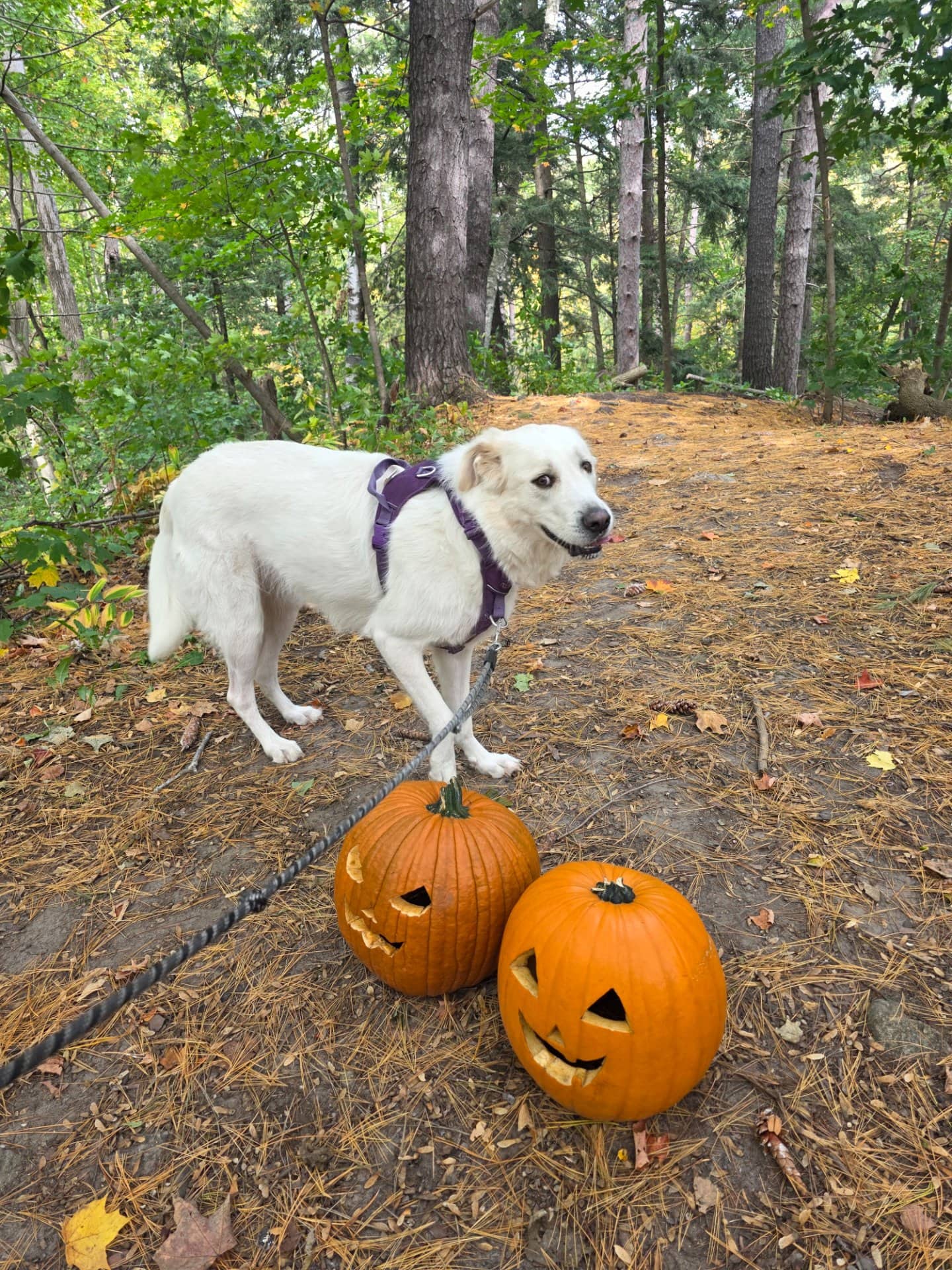 Turtle - Pyrenees available for adoption at Owner Rehoming in Barrie (1 of 5)