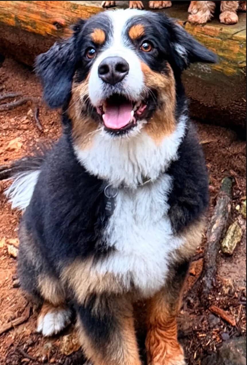Murphy - Australian Shepherd available for adoption at Owner Rehoming in Vancouver (1 of 5)
