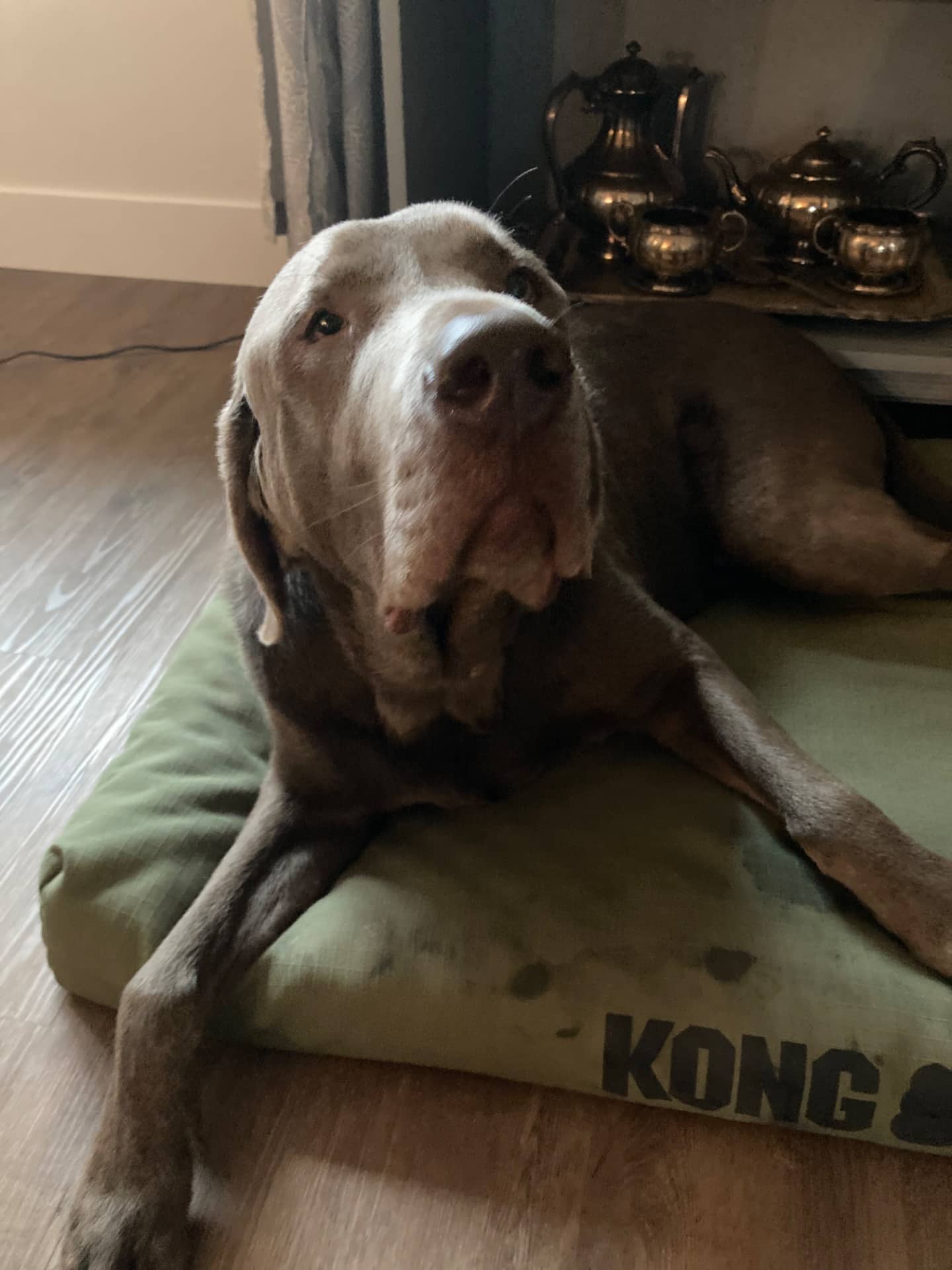 Gus - Labrador Retriever available for adoption at Owner Rehoming in Lethbridge (1 of 2)