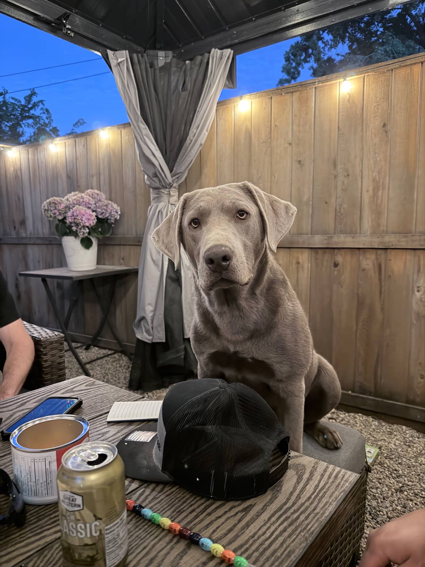 Molly - Silver Labrador available for adoption at Owner Rehoming in Swift Current (1 of 4)