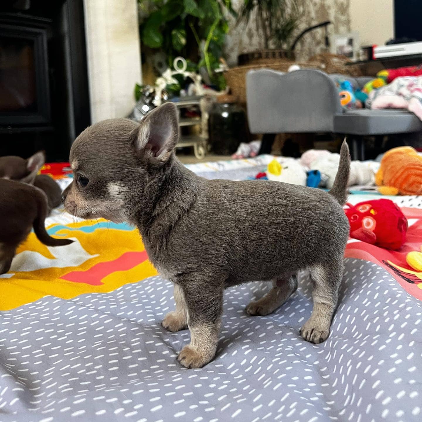 Tijay - Chihuahua available for adoption at Owner Rehoming in Calgary (1 of 5)
