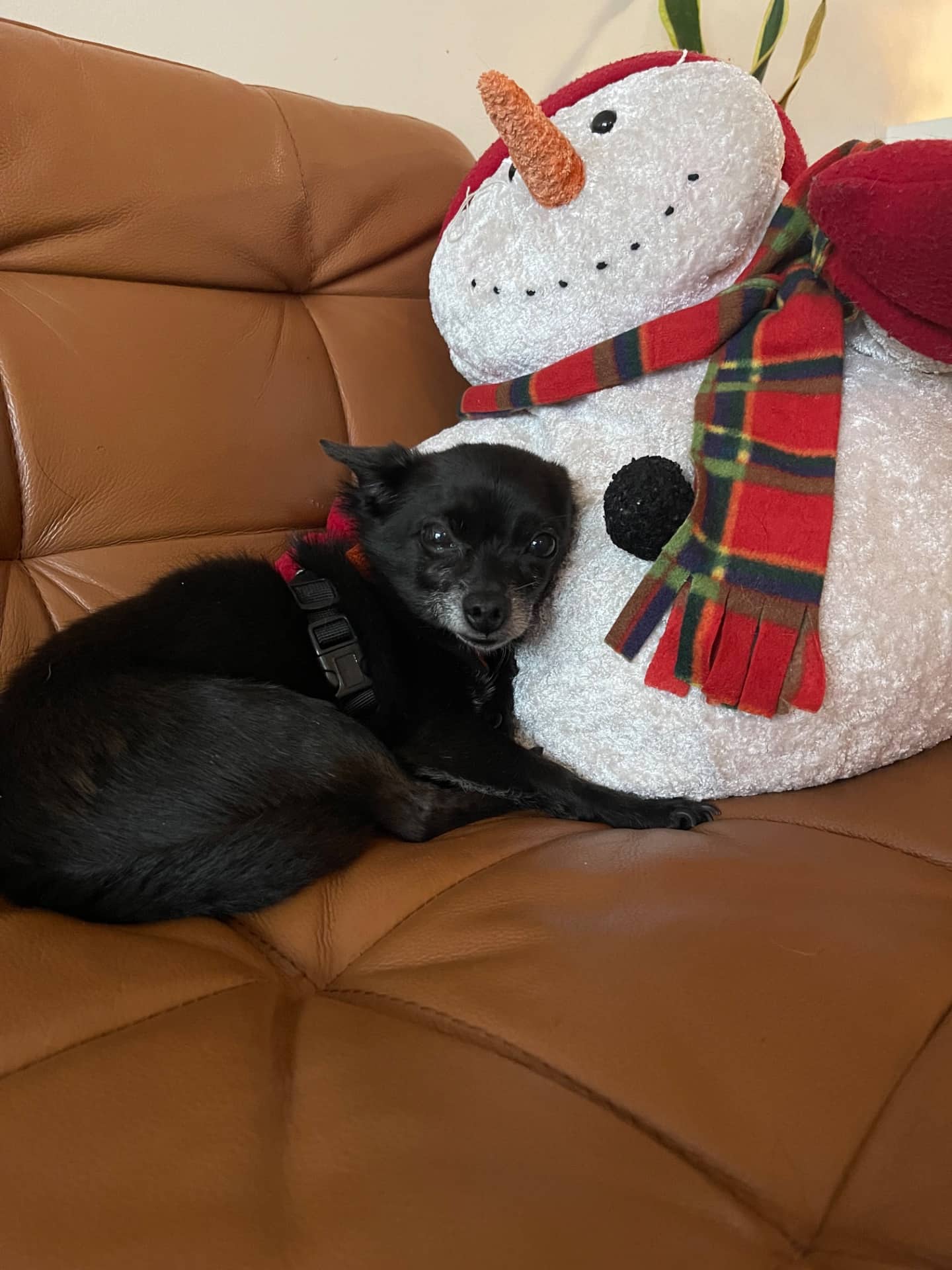 Finny - Pomchi available for adoption at Owner Rehoming in Chilliwack (1 of 5)