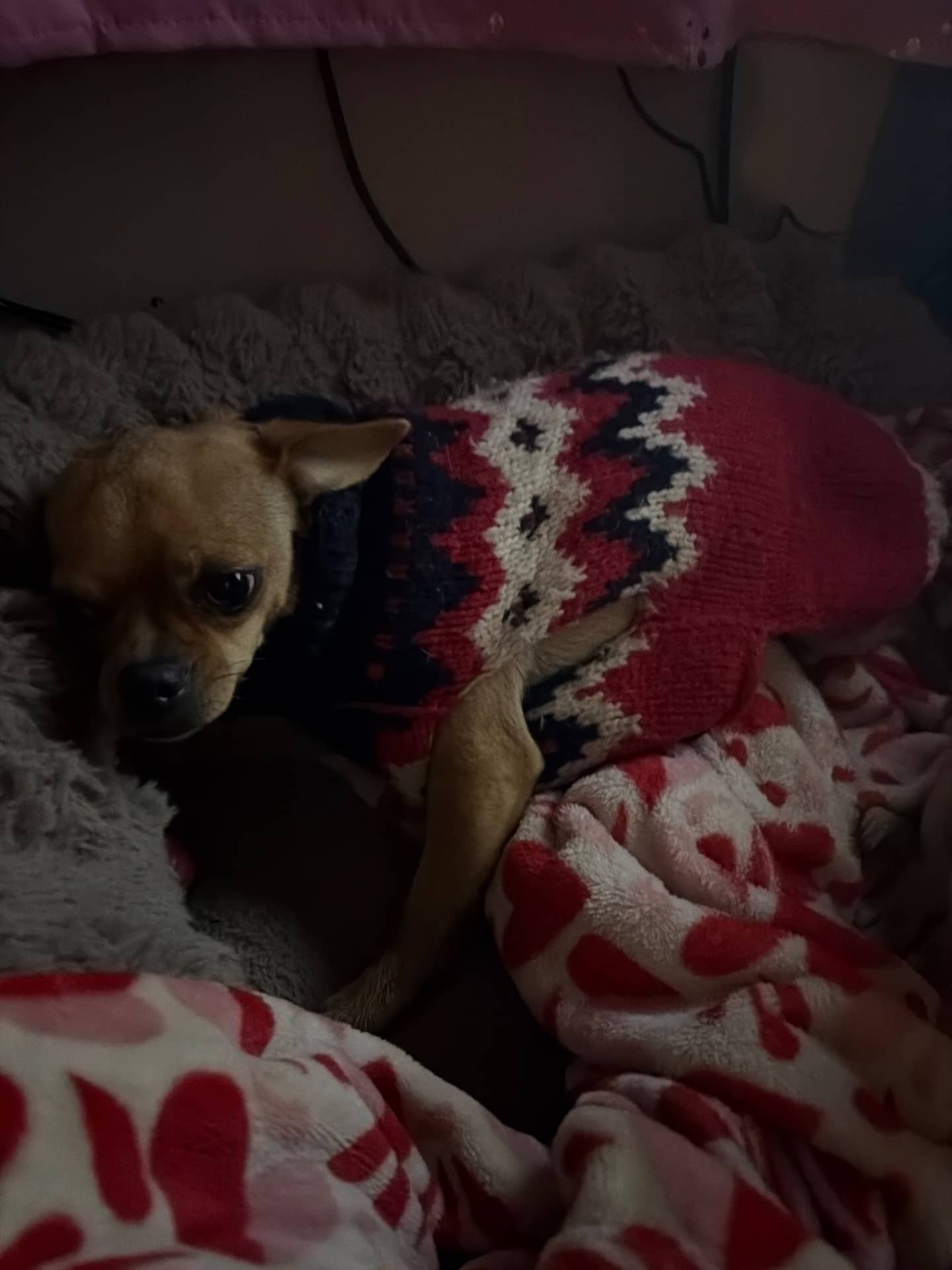 Stella - Chihuahua/ Dachshund mix available for adoption at Owner Rehoming in Calgary (1 of 5)