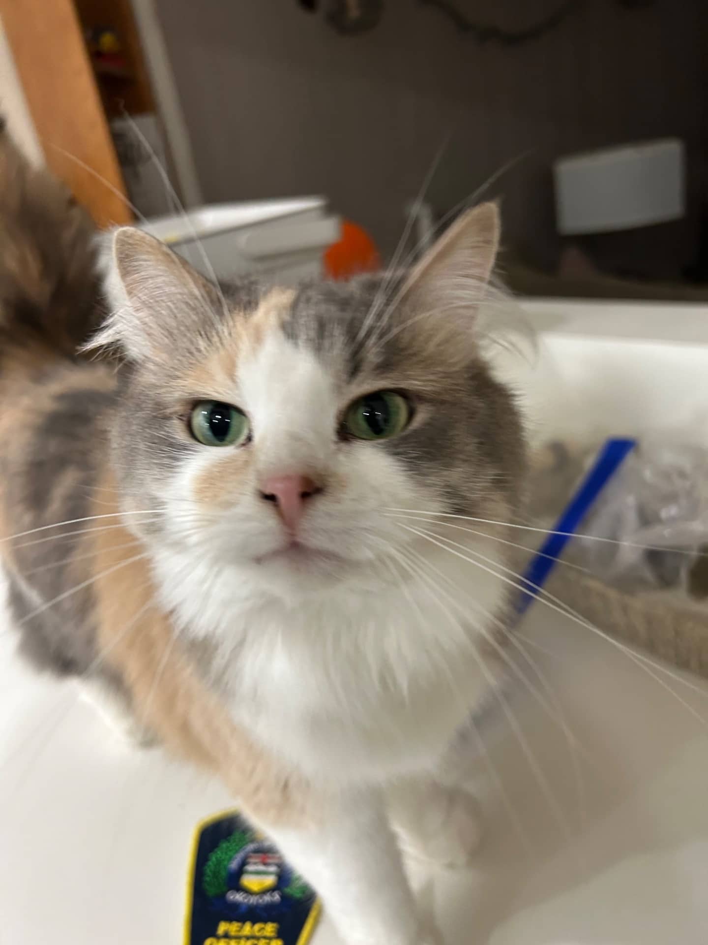 Penny - Domestic Longhair cat available for adoption at Owner Rehoming in Calgary