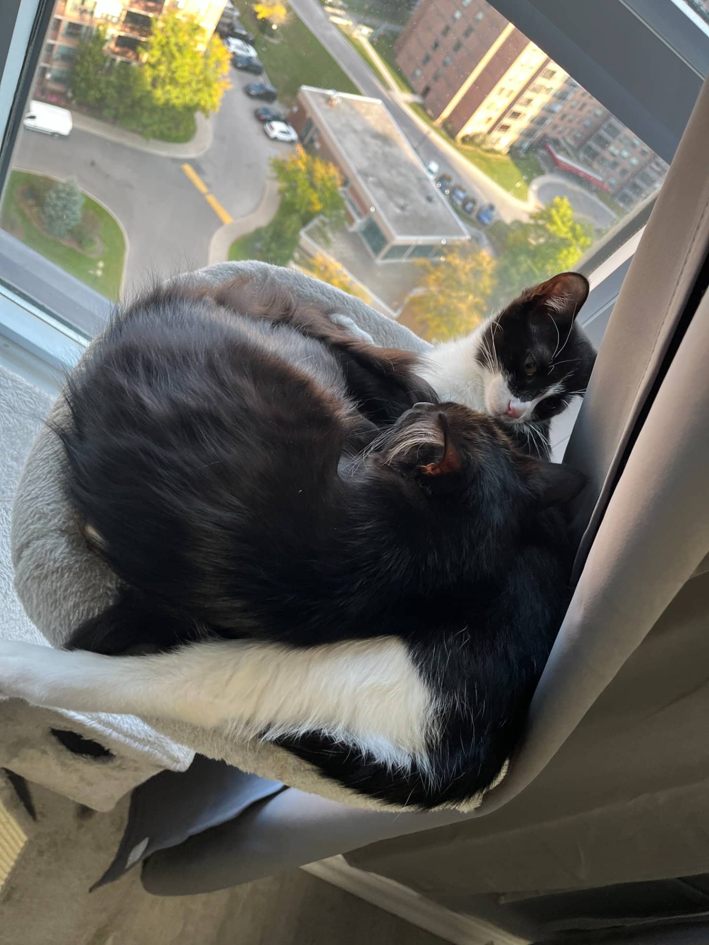 River - Domestic Medium Hair cat available for adoption at Owner Rehoming in Toronto (1 of 4)