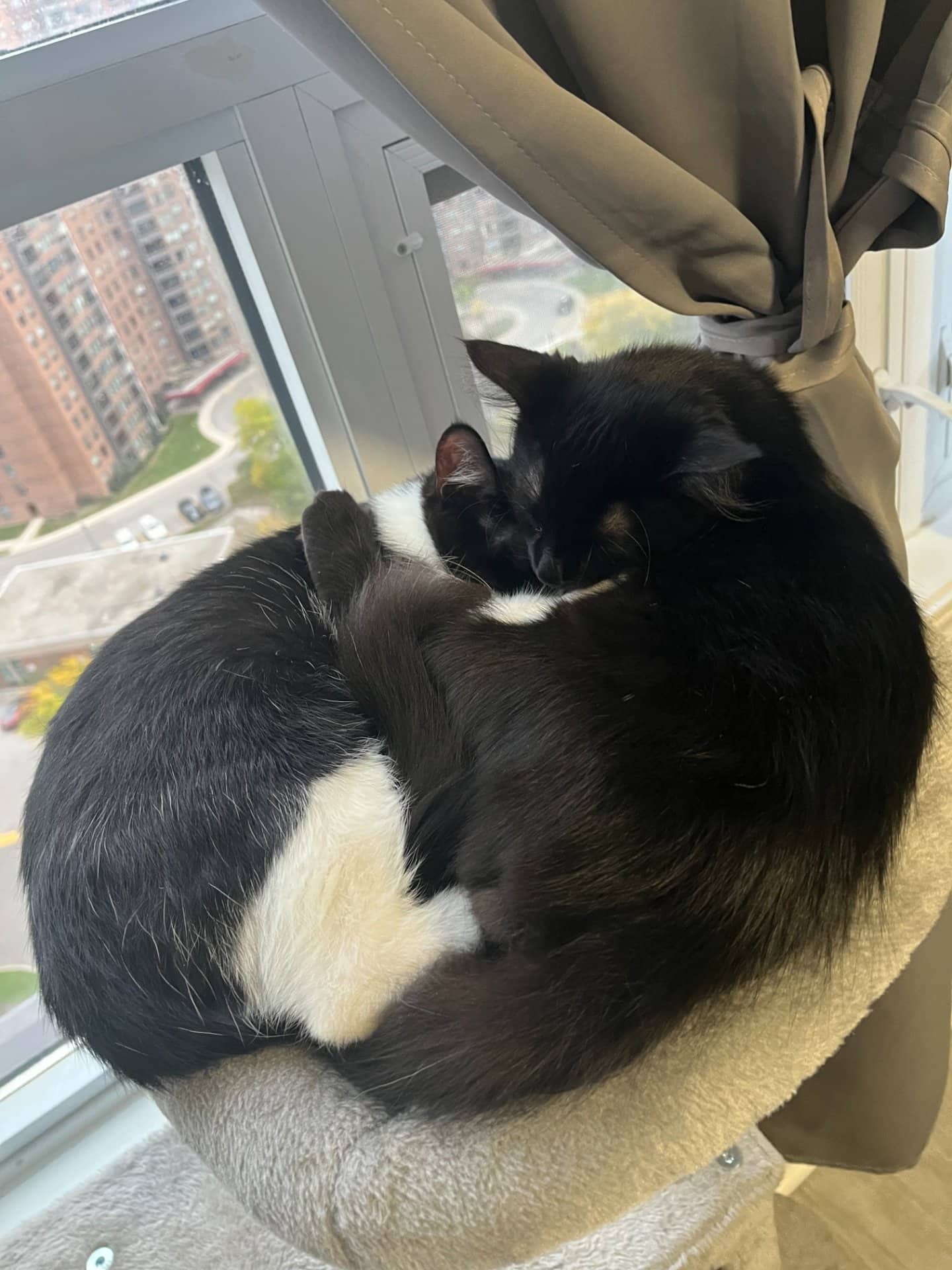 Stream - Domestic Shorthair available for adoption