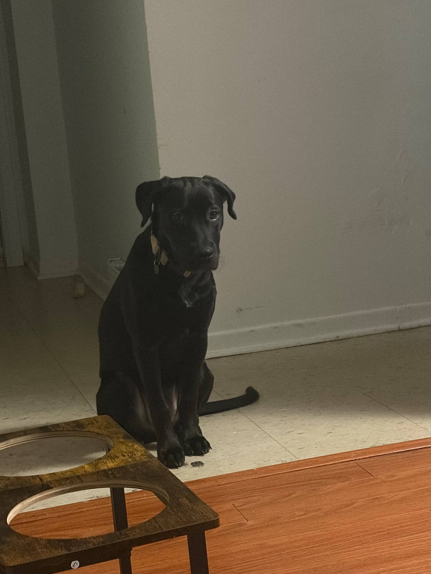 Luna - Lab cane corso available for adoption at Owner Rehoming in Kitchener (1 of 2)