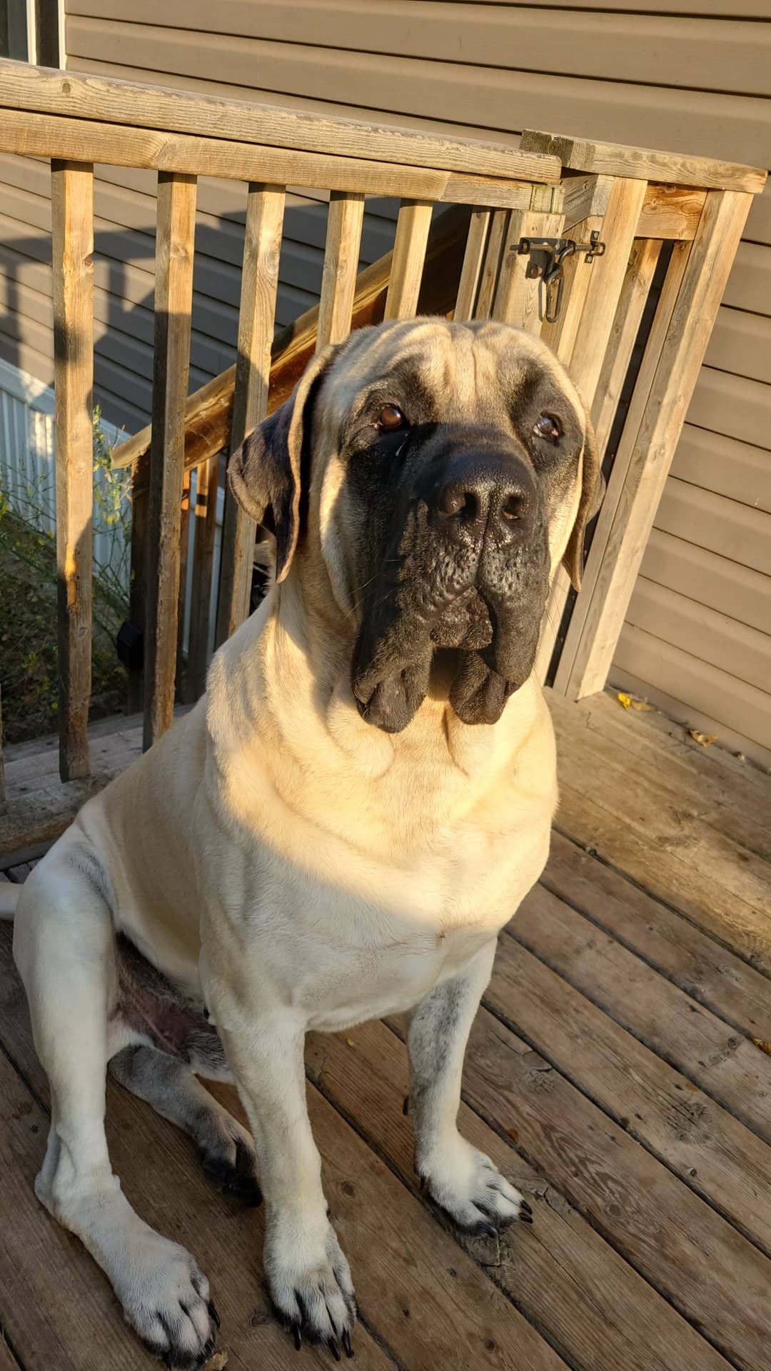 Snoop - English Mastiff available for adoption at Owner Rehoming in Spruce Grove (1 of 5)
