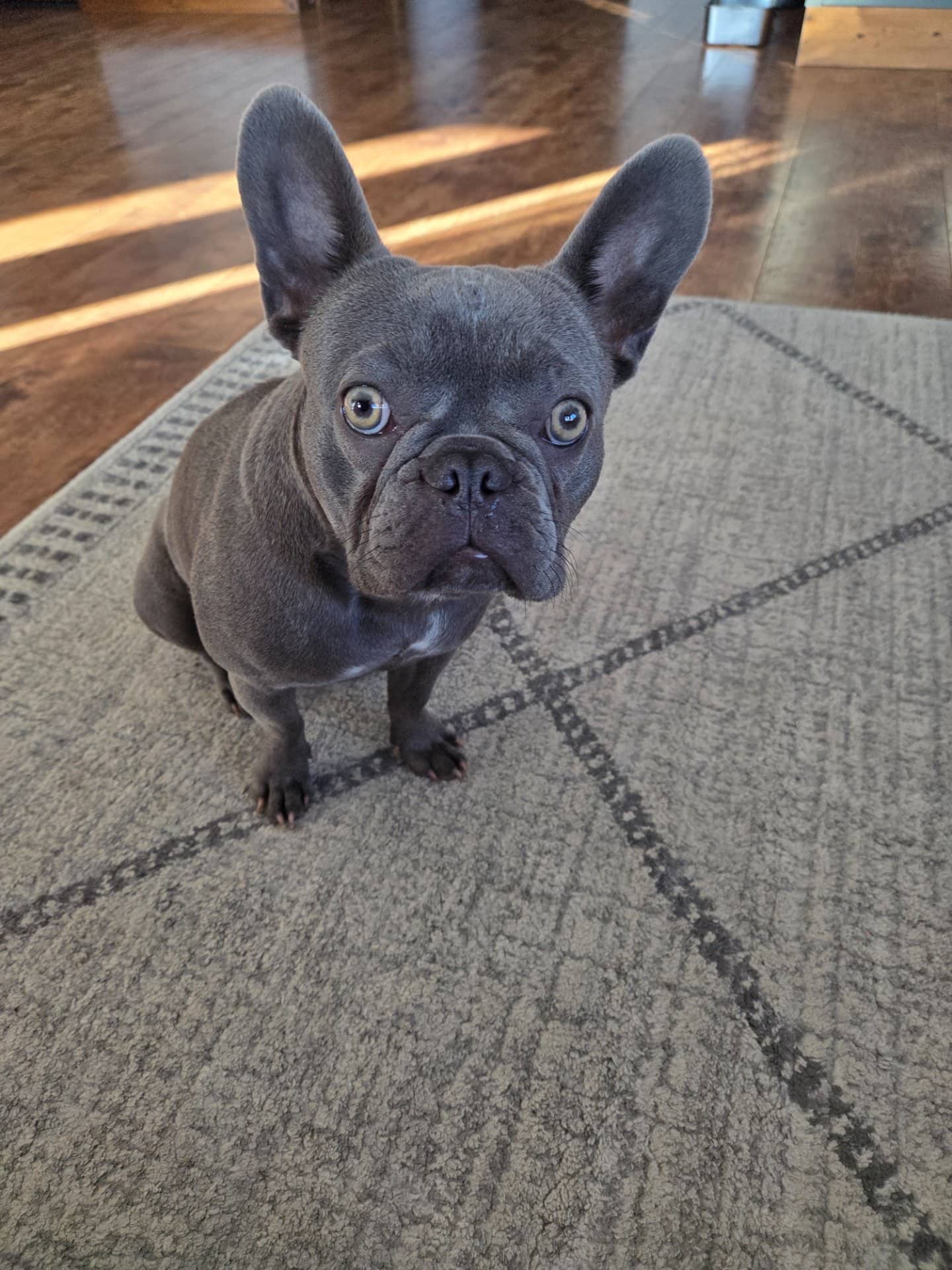 Peter - French Bulldog available for adoption at Owner Rehoming in Spruce Grove (1 of 5)