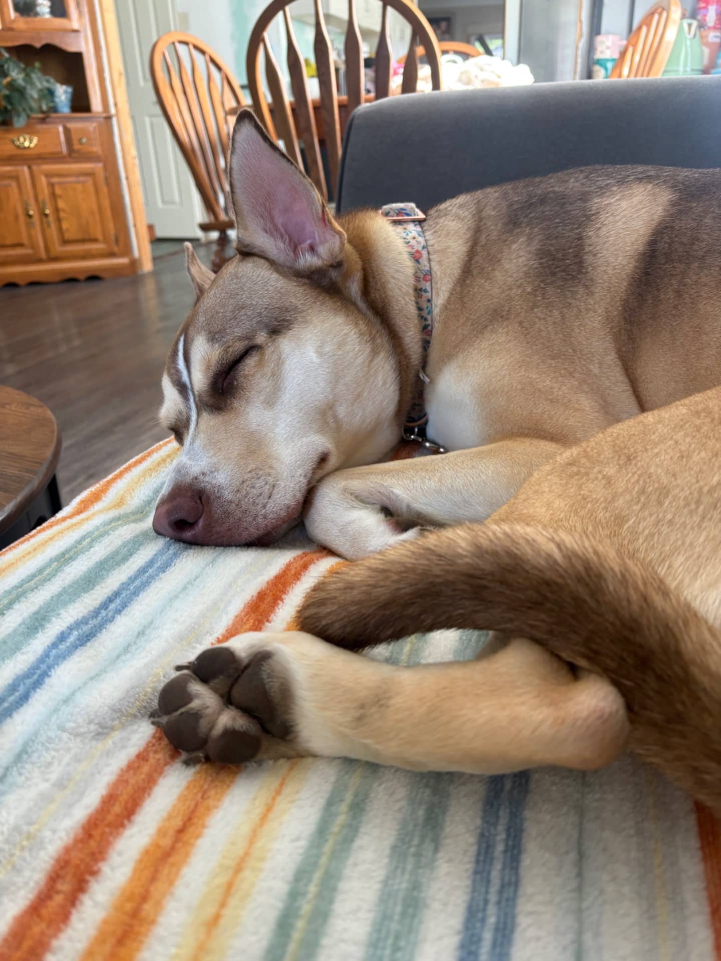 Khaleesi - Mixed Breed available for adoption at Owner Rehoming in Windsor (1 of 5)