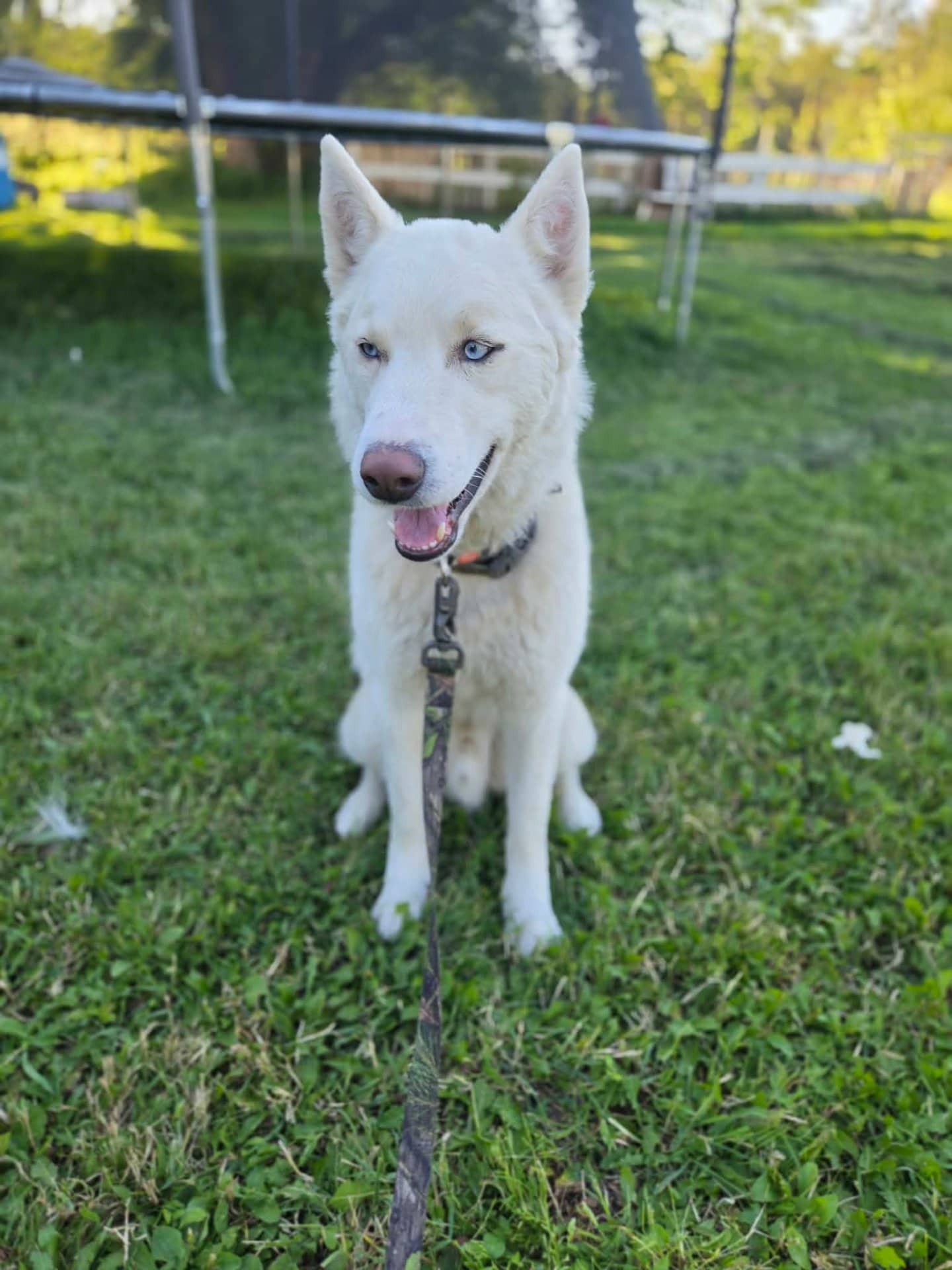 Luke - Siberian Husky available for adoption at Owner Rehoming in Edmonton (1 of 2)