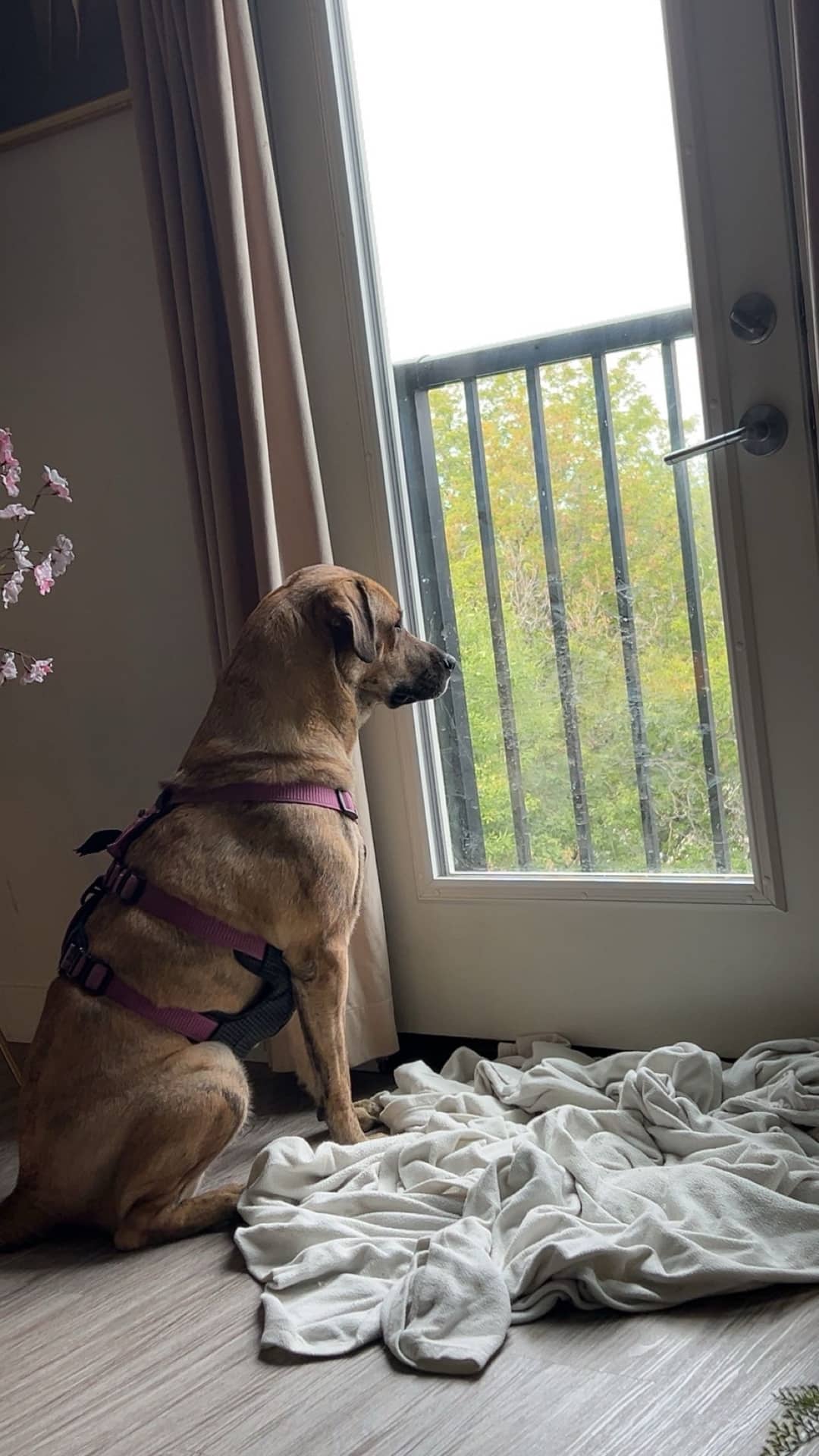Rosie - Mixed Breed available for adoption at Owner Rehoming in Winnipeg (1 of 5)