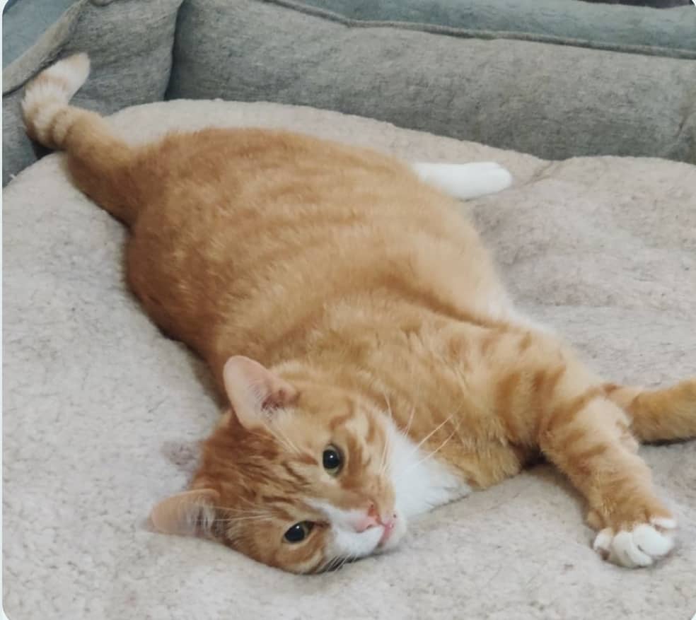 Chester - Tabby cat available for adoption at Owner Rehoming in Toronto