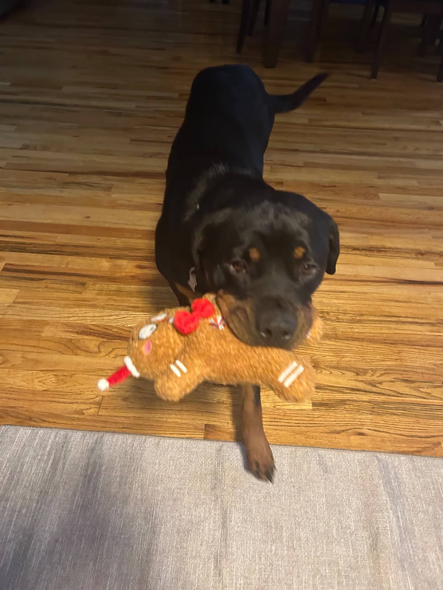 Lois - Rottweiler available for adoption at Owner Rehoming in Spruce Grove (1 of 5)