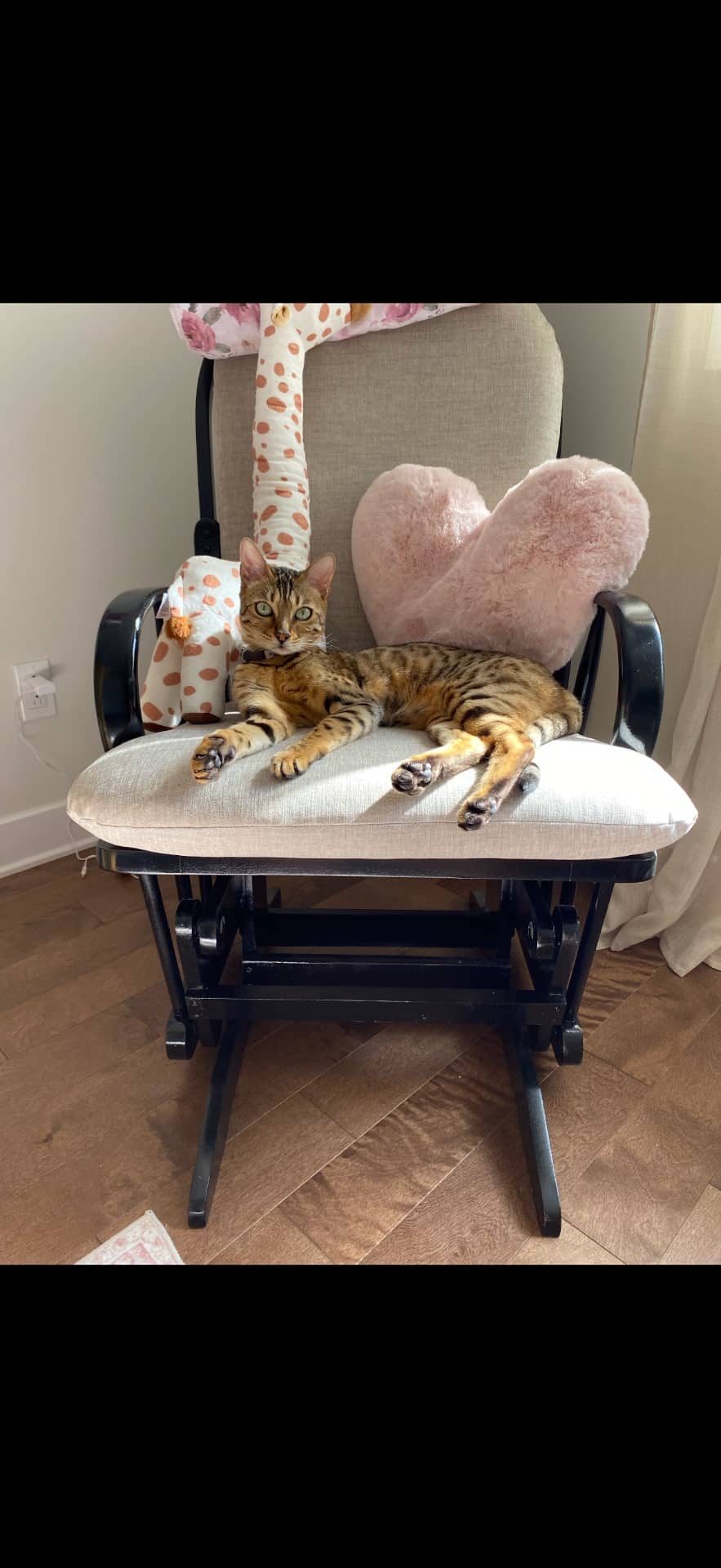 Seyla - Bengal cat available for adoption at Owner Rehoming in Montreal (1 of 4)