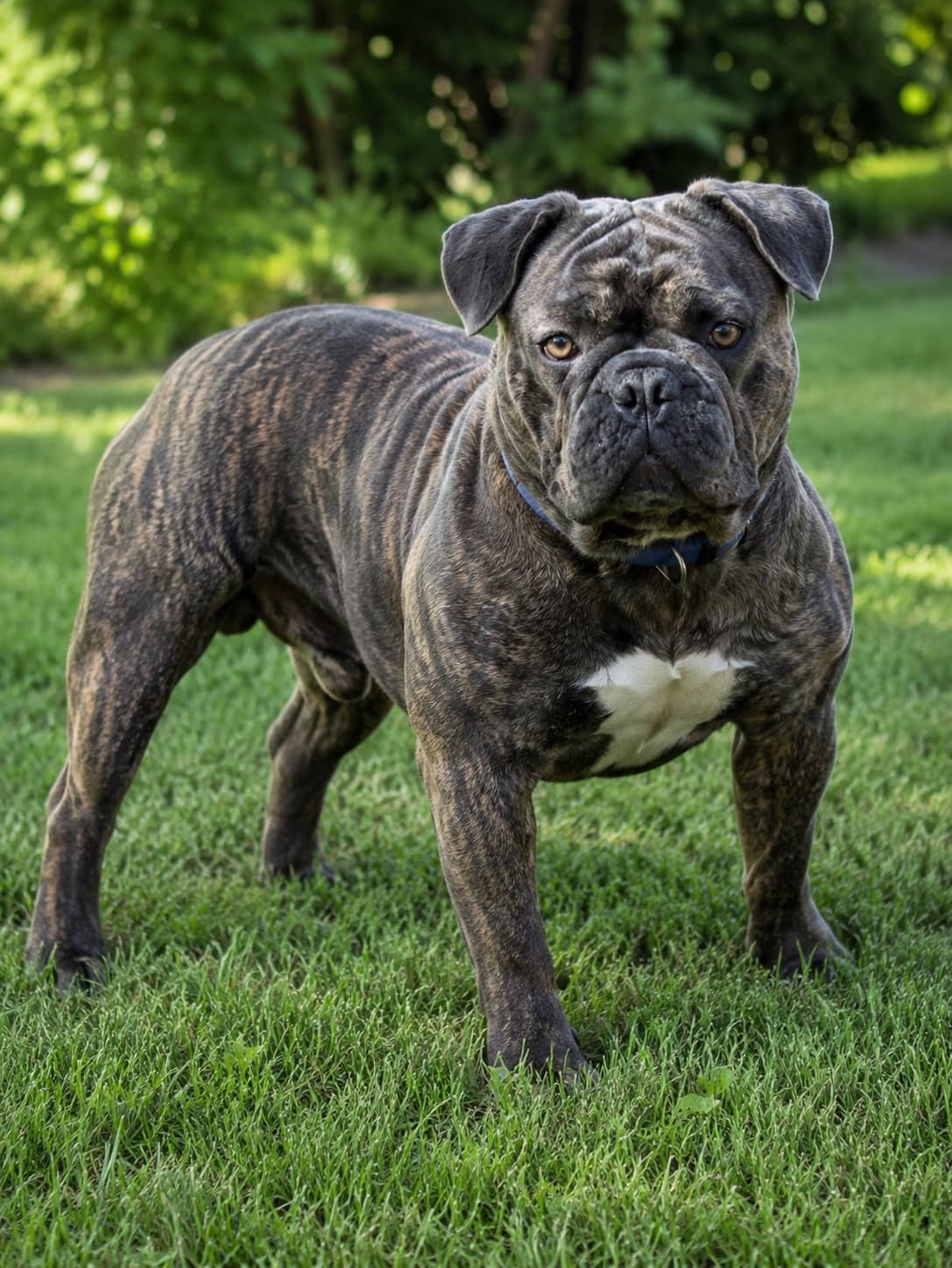 Rocky - Exotic french bully available for adoption at Owner Rehoming in Toronto (1 of 4)