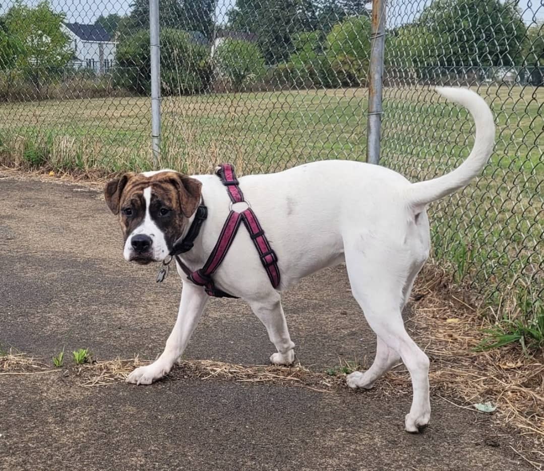 Kiyo - Mixed Breed available for adoption at Owner Rehoming in Ottawa (1 of 5)