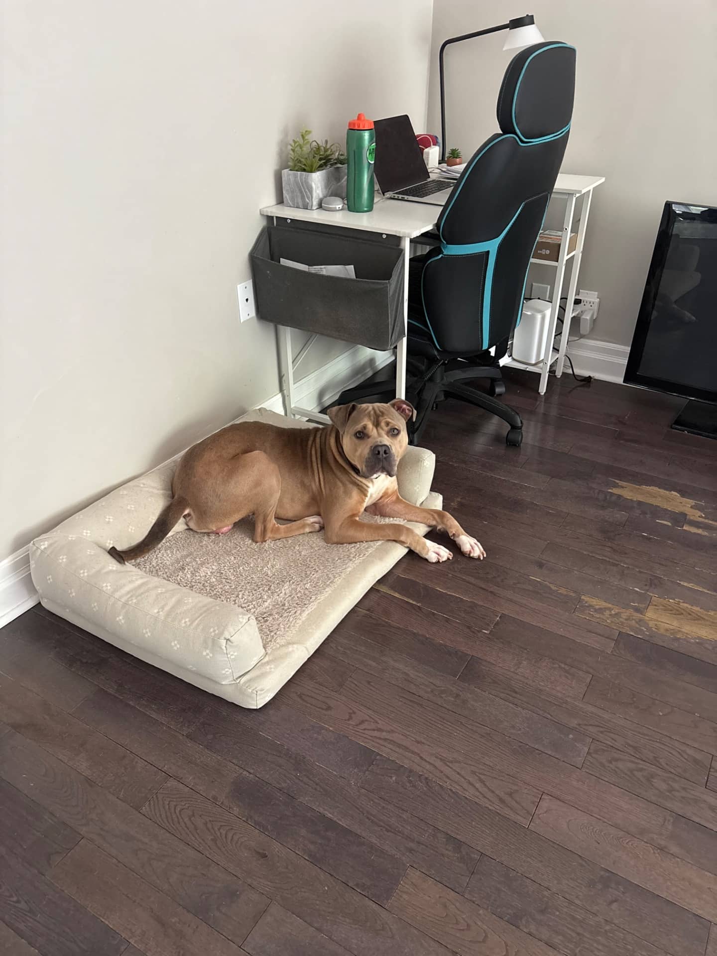 Benson - American bull/ terrier available for adoption at Owner Rehoming in Kitchener (1 of 5)
