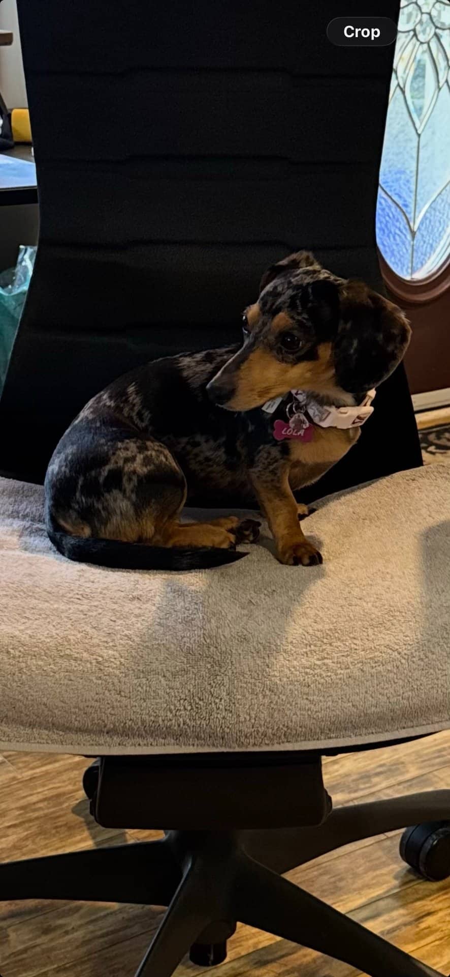 Lola - Dachshund available for adoption at Owner Rehoming in Duncan (1 of 3)