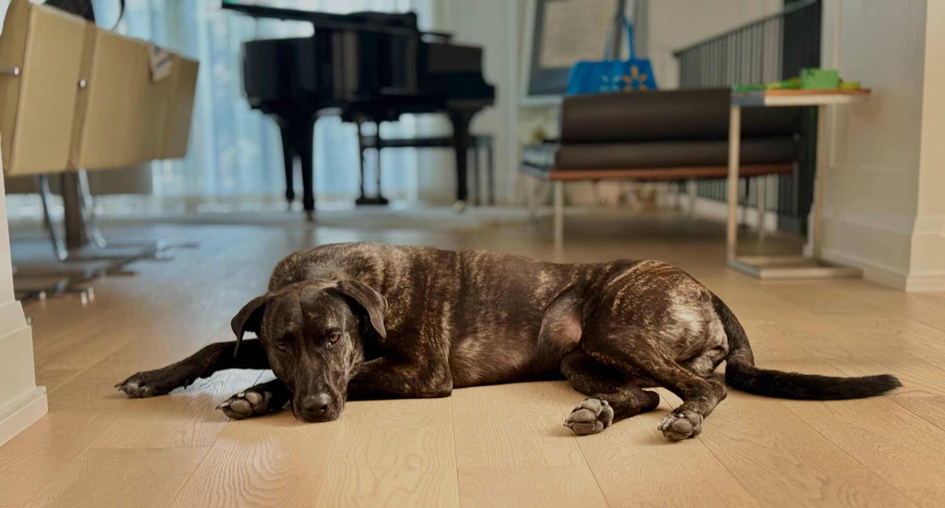 Stella - Cane Corso/Belgian Maliois available for adoption at Owner Rehoming in Toronto (1 of 2)