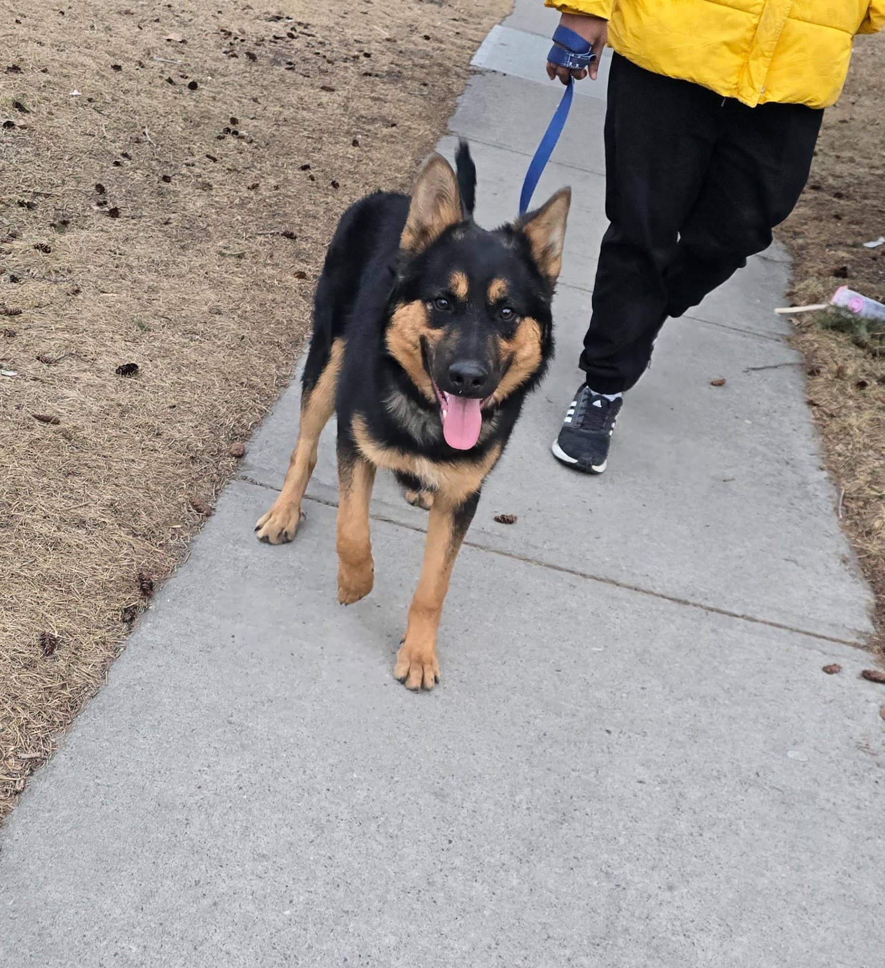 Rocket - German Shepherd available for adoption at Owner Rehoming in Calgary (1 of 2)