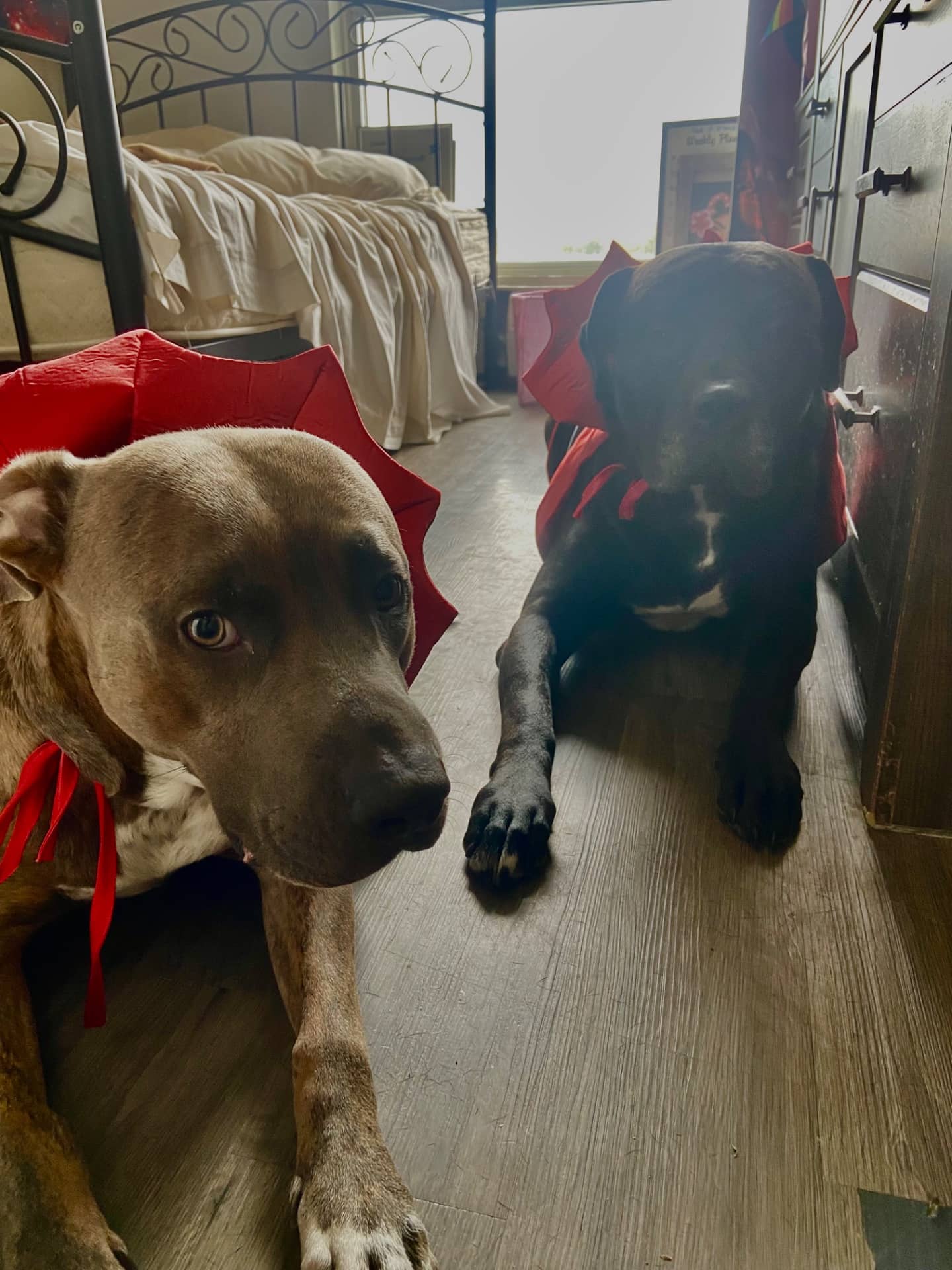 Leo and Remy - Mastiff available for adoption at Owner Rehoming in Toronto (1 of 3)