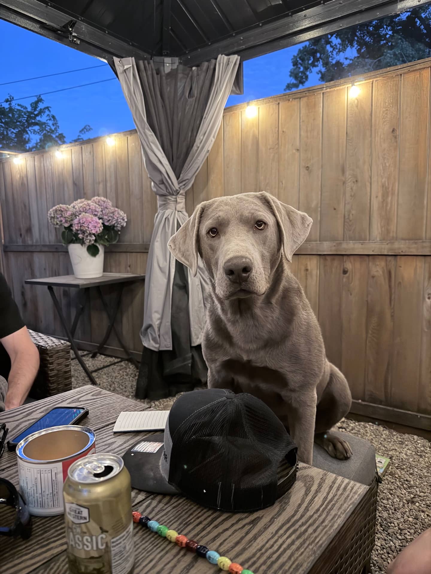 Molly - Labrador available for adoption at Owner Rehoming in Swift Current (1 of 2)